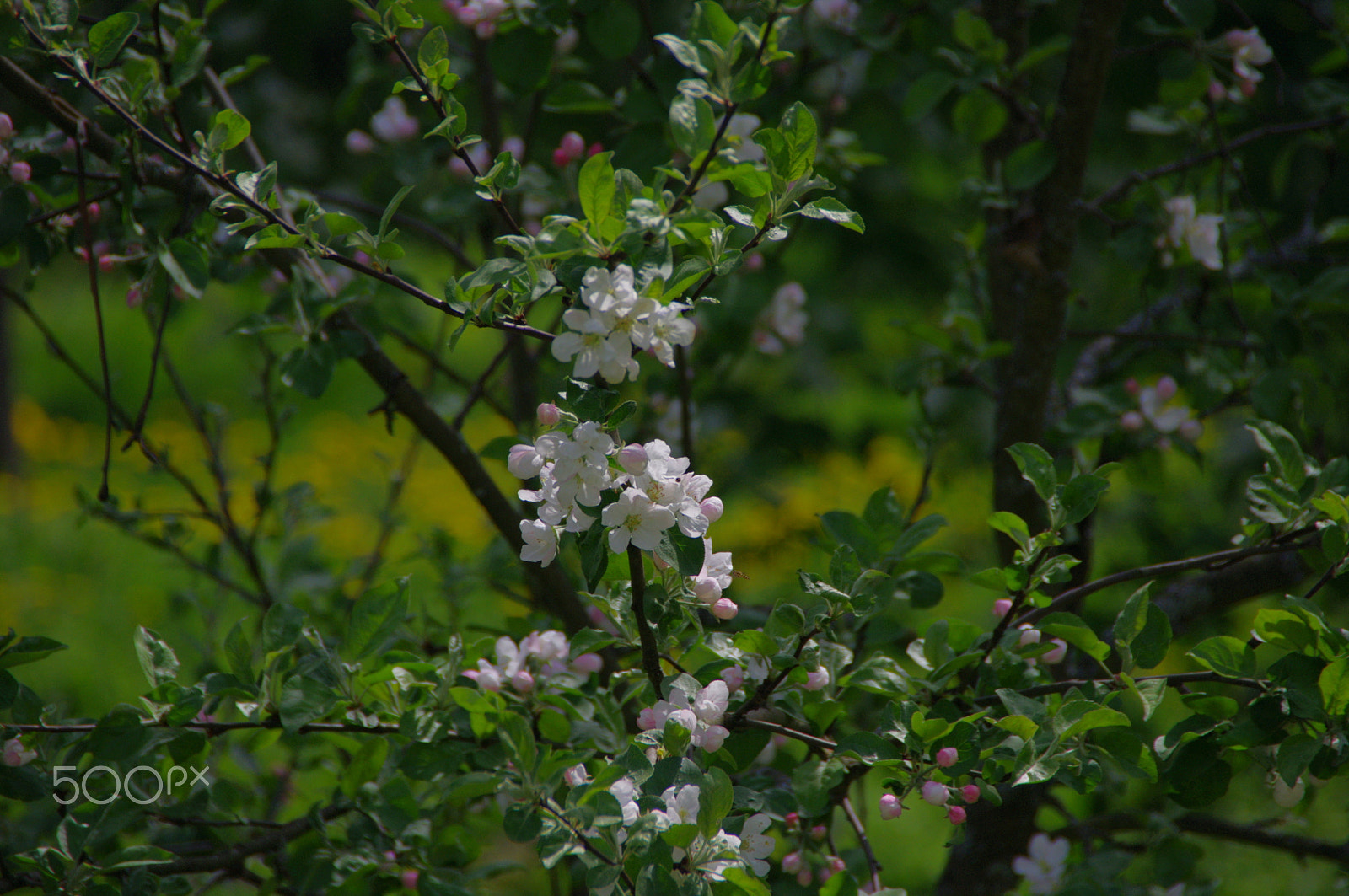 Pentax K-x sample photo. Imgp1185.jpg photography