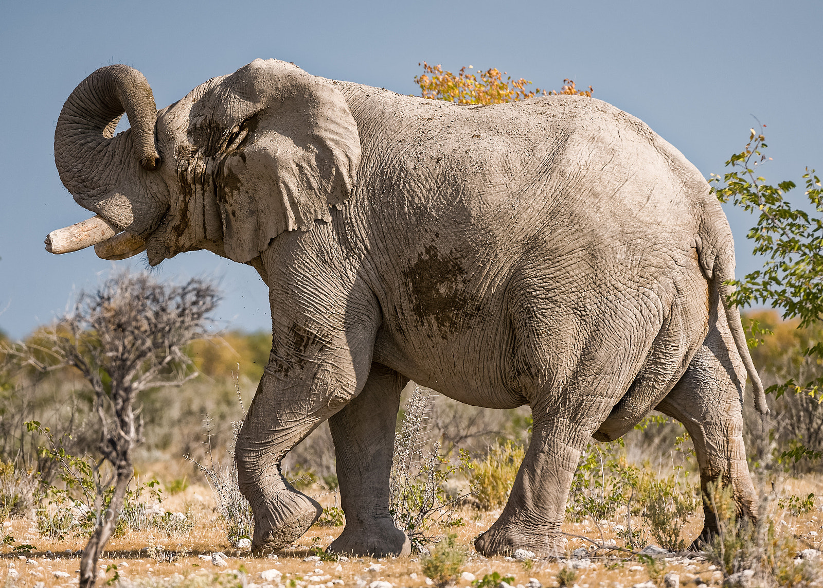 Nikon AF-S Nikkor 200-400mm F4G ED-IF VR sample photo. Elephant hide and seek photography