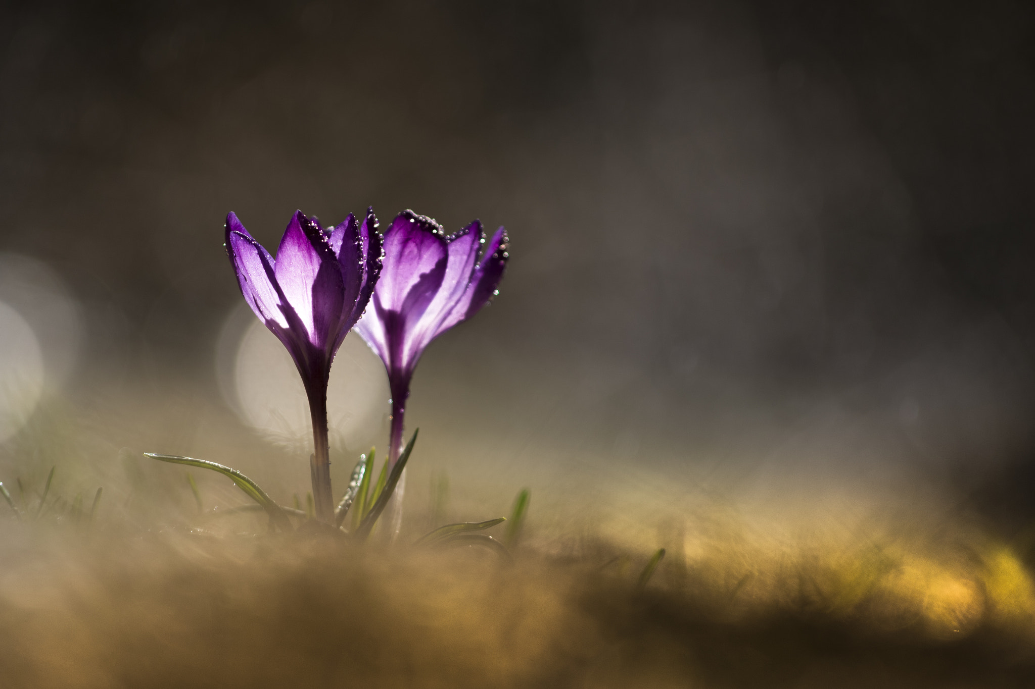 Sigma 70-300mm F4-5.6 APO DG Macro sample photo. Fog and dew in an uncertain and ephemeral spring photography