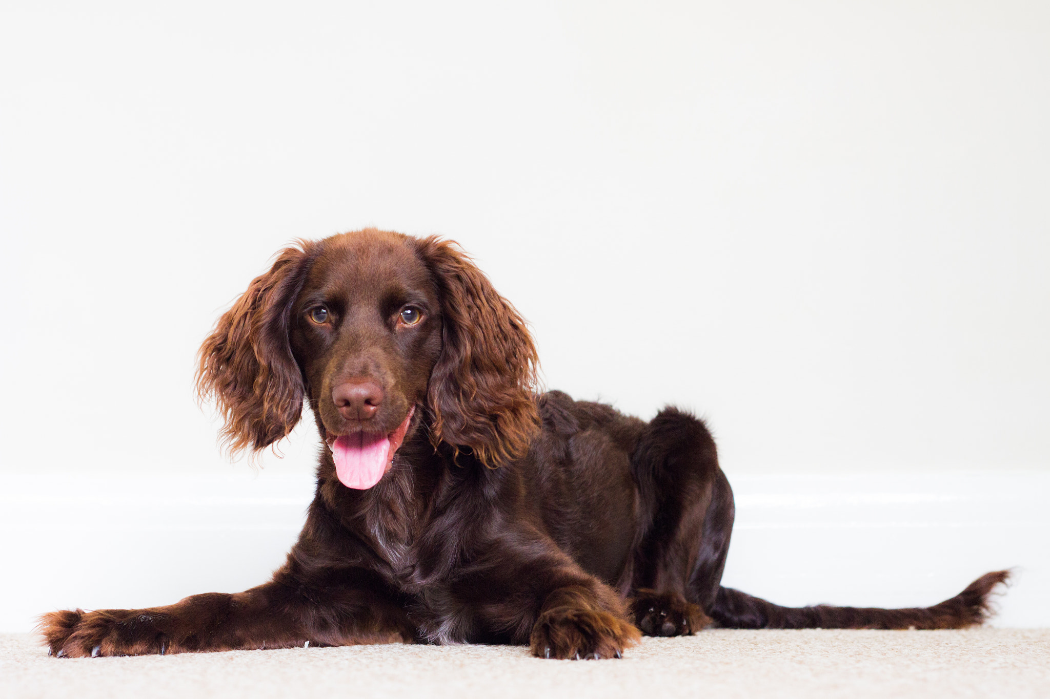 Canon EOS 7D + Canon EF 50mm f/1.8 sample photo. Working cocker spaniel photography