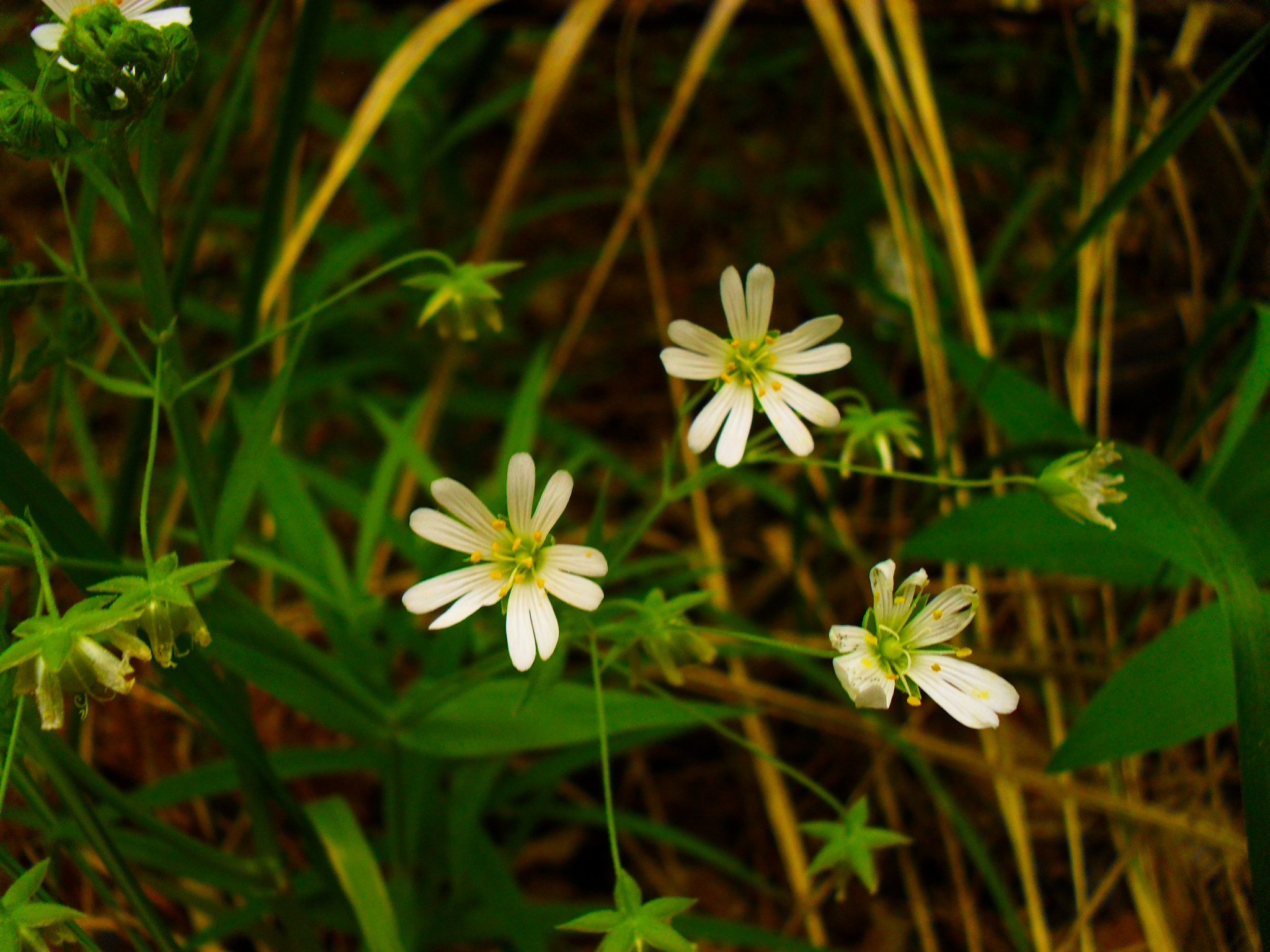 Samsung ES60 / VLUU ES60 /  SL105 /  ES63 sample photo. Warm morning in the forest spring flowers photography