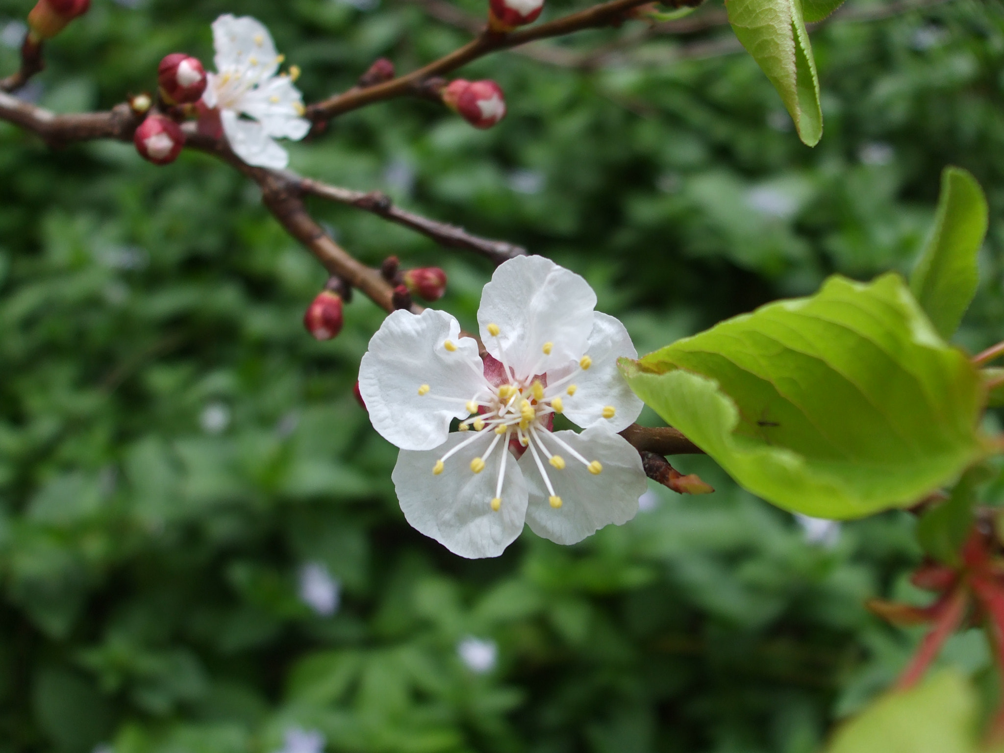 Fujifilm FinePix A900 sample photo. Fleurs blanche photography