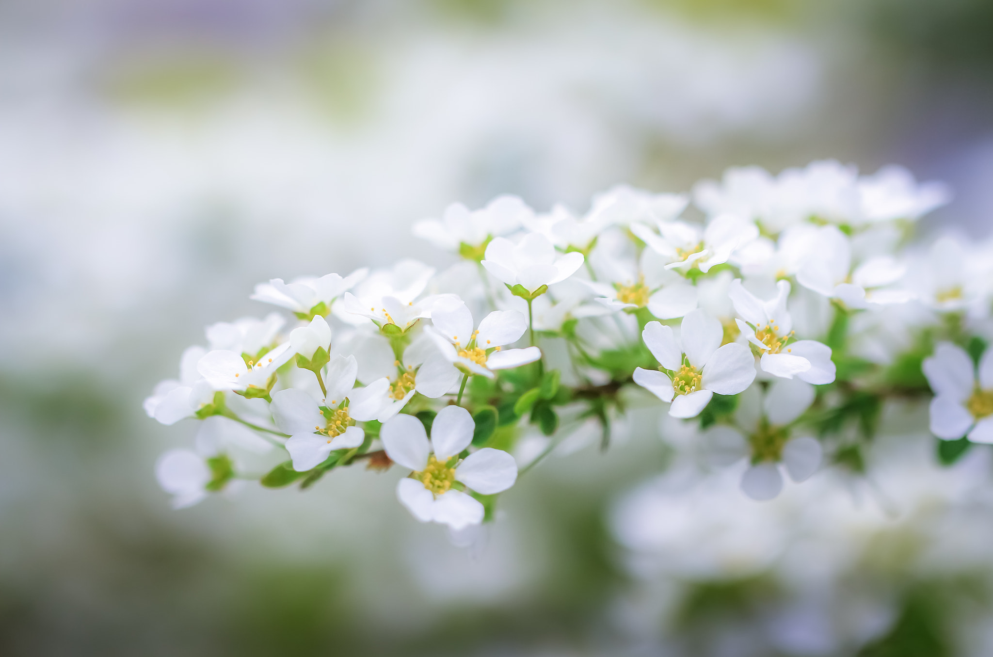 Canon EOS 650D (EOS Rebel T4i / EOS Kiss X6i) sample photo. White whisper photography