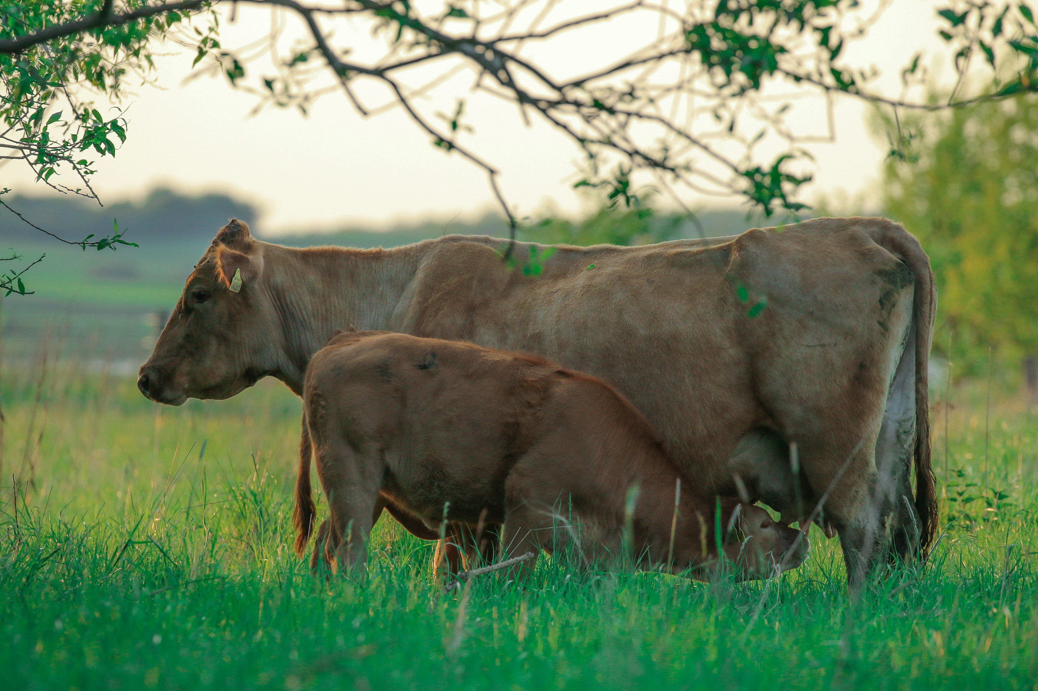 Canon EOS 70D + Canon EF 100-400mm F4.5-5.6L IS II USM sample photo. Cow in the sunset photography