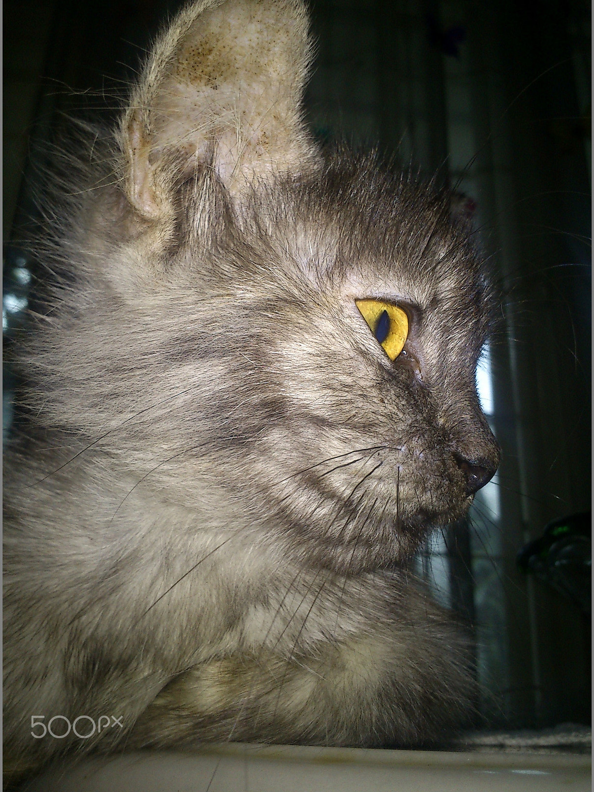 Sony Ericsson Xperia mini sample photo. Pokky's photography