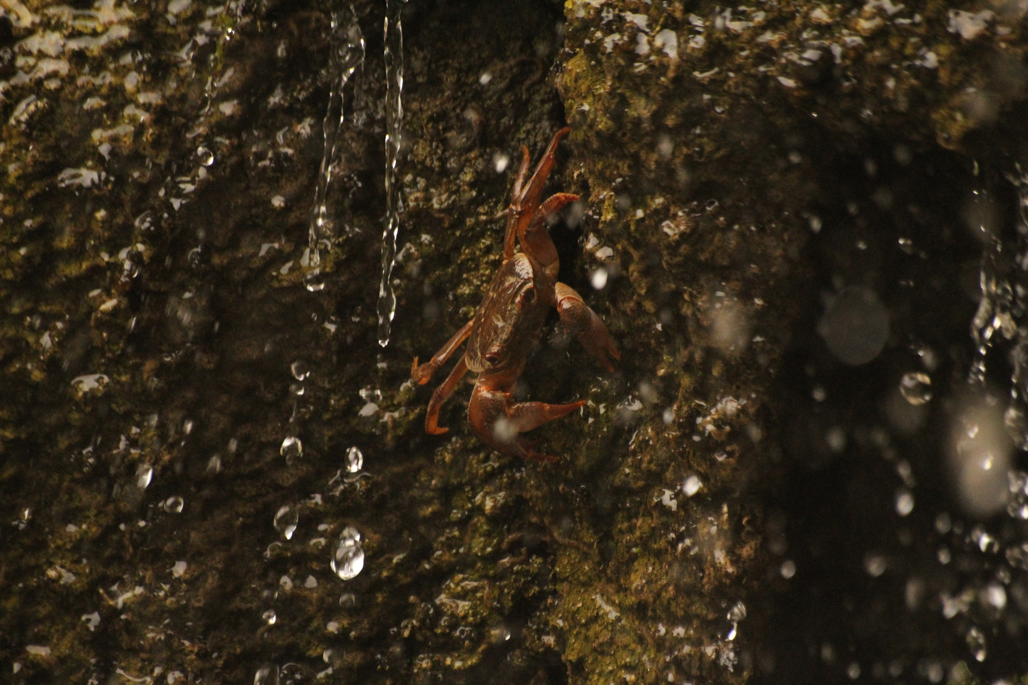 Sigma 70-300mm F4-5.6 APO DG Macro sample photo. Mr. krab photography