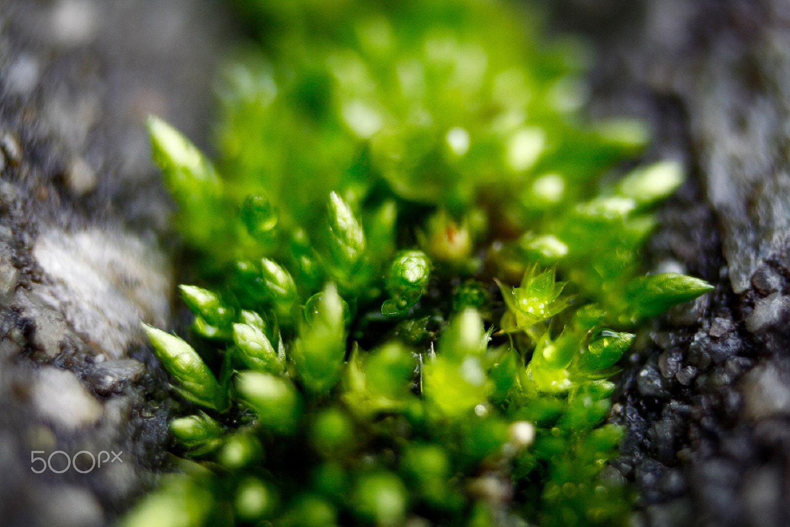 Canon EF 35-80mm f/4-5.6 sample photo. Macro moss photography