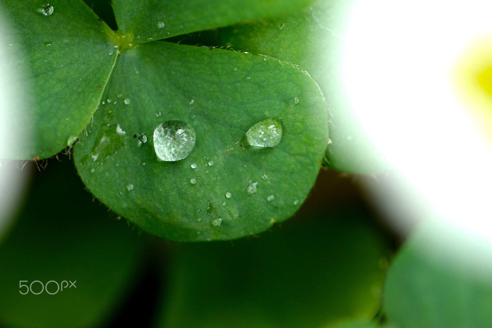 Canon EF 100mm F2.8L Macro IS USM sample photo. Water drops on trefoil photography