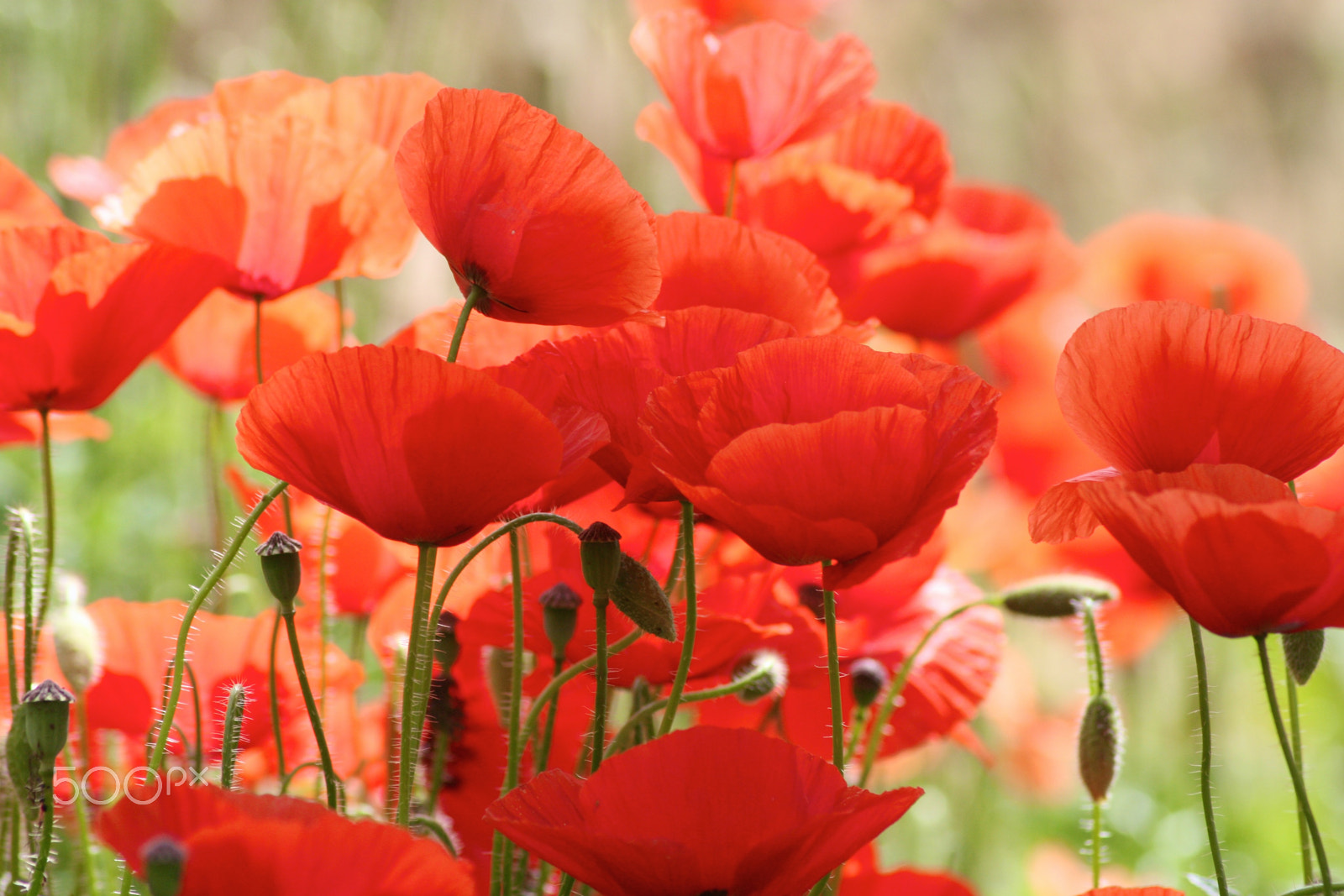 Canon EOS 400D (EOS Digital Rebel XTi / EOS Kiss Digital X) sample photo. Poppies photography