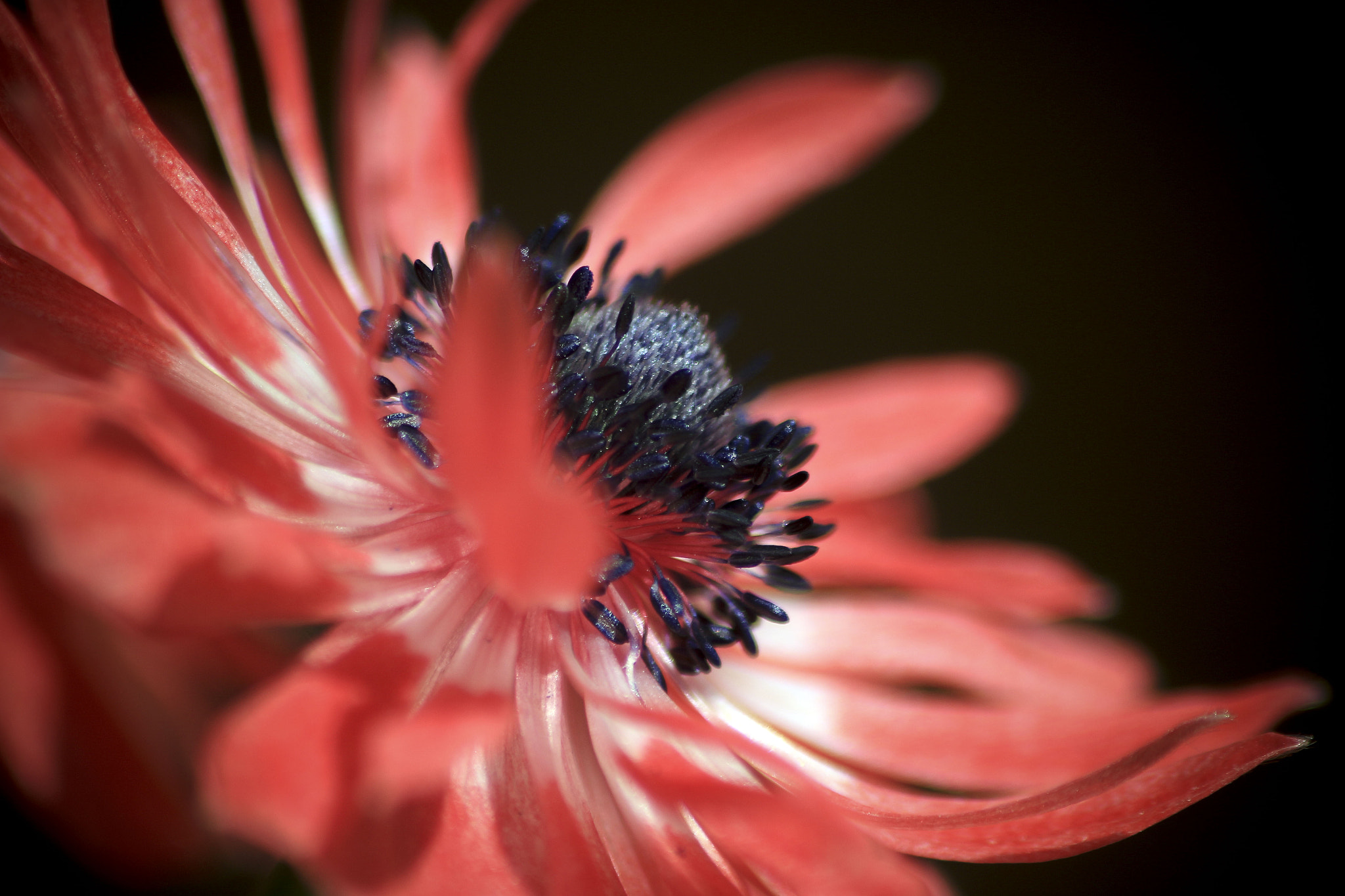 Sigma 70-300mm F4-5.6 APO DG Macro sample photo. Anemone coronaria "de caen" photography