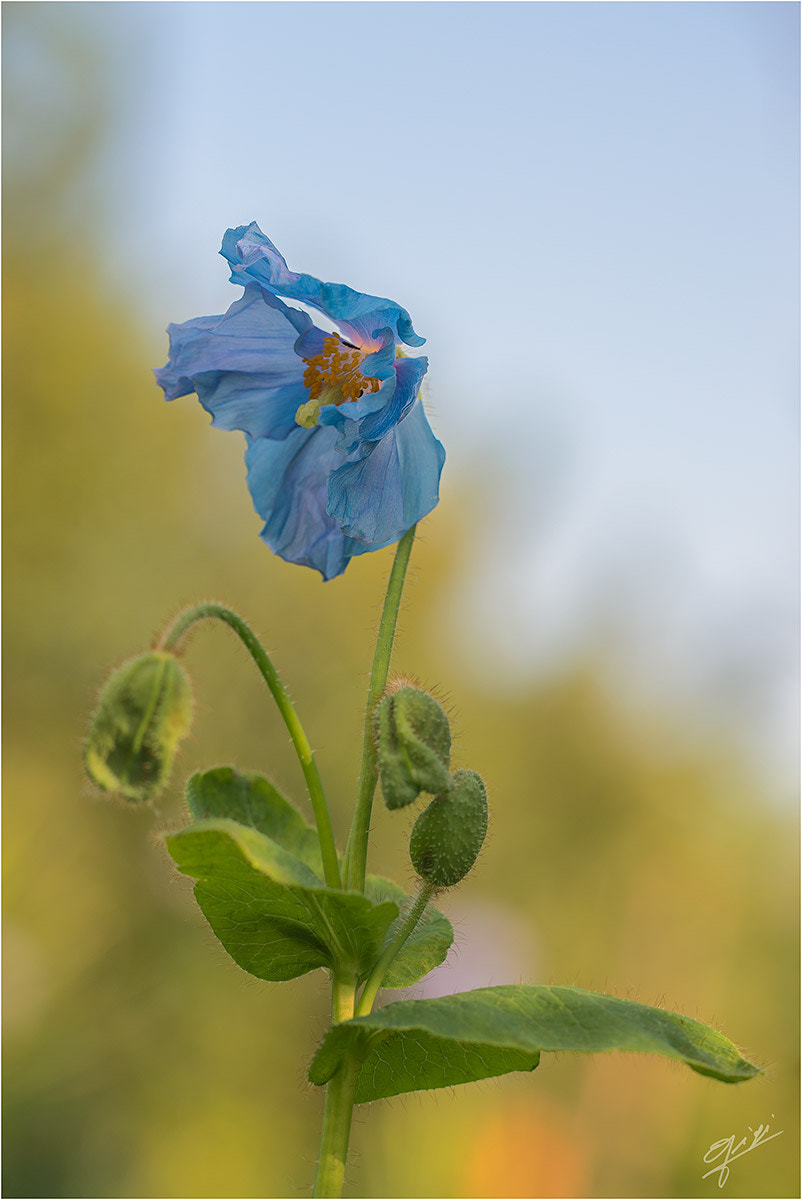 Sigma 150mm F2.8 EX DG OS Macro HSM sample photo. Meconopsis (papavero blu) photography
