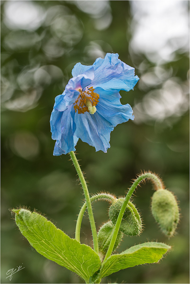 Sigma 150mm F2.8 EX DG OS Macro HSM sample photo. Meconopsis (papavero blu) photography