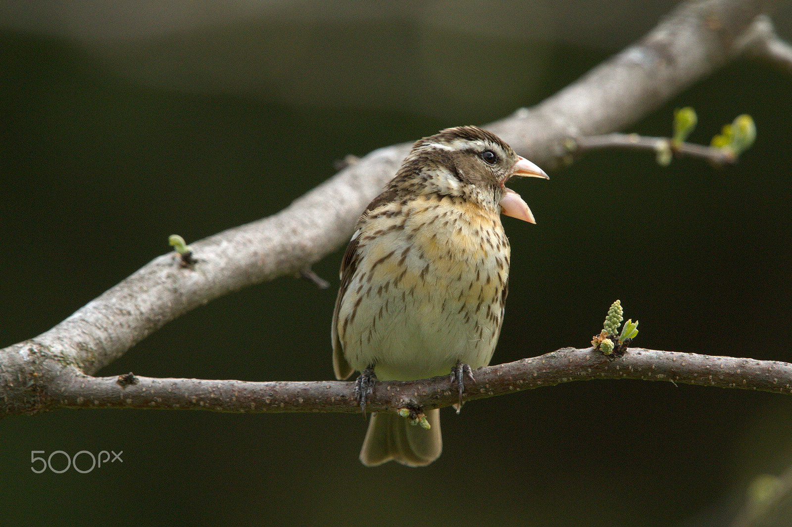 Canon EF 600mm F4L IS II USM sample photo. Female rose breasted grosbeak photography
