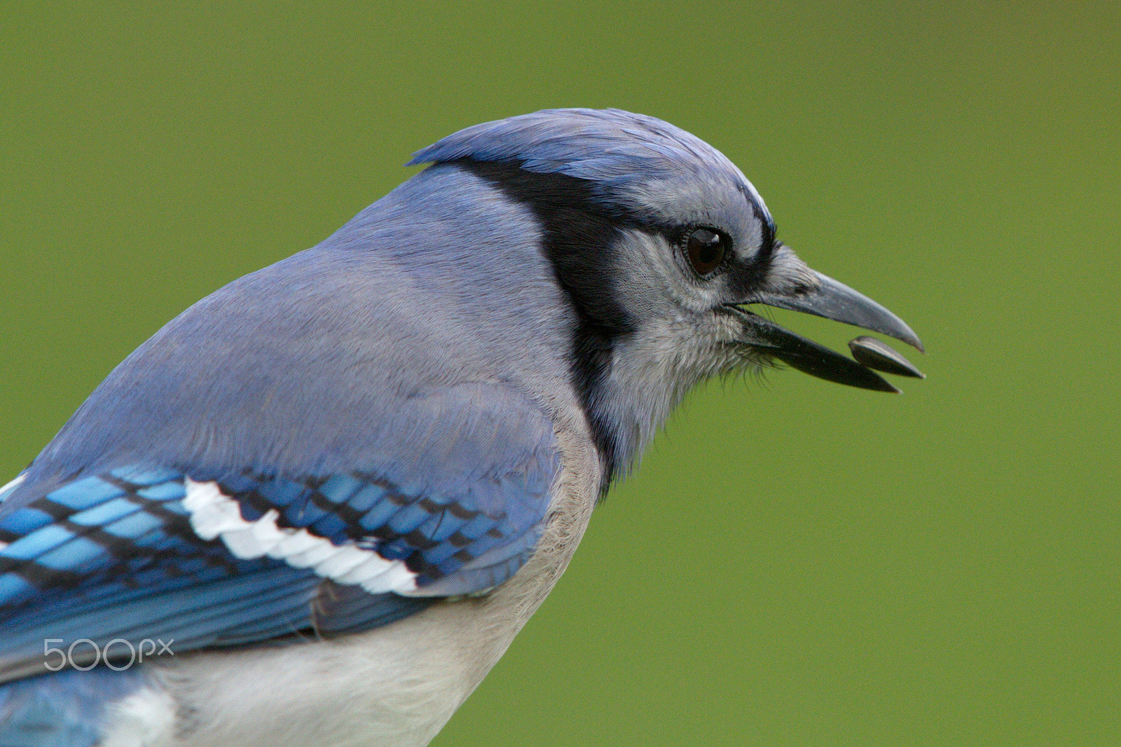 Canon EOS 7D + Canon EF 600mm F4L IS II USM sample photo. The juggler photography