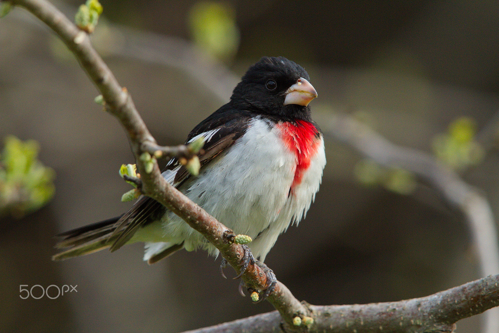 Canon EF 600mm F4L IS II USM sample photo. Male rose breasted grosbeak photography
