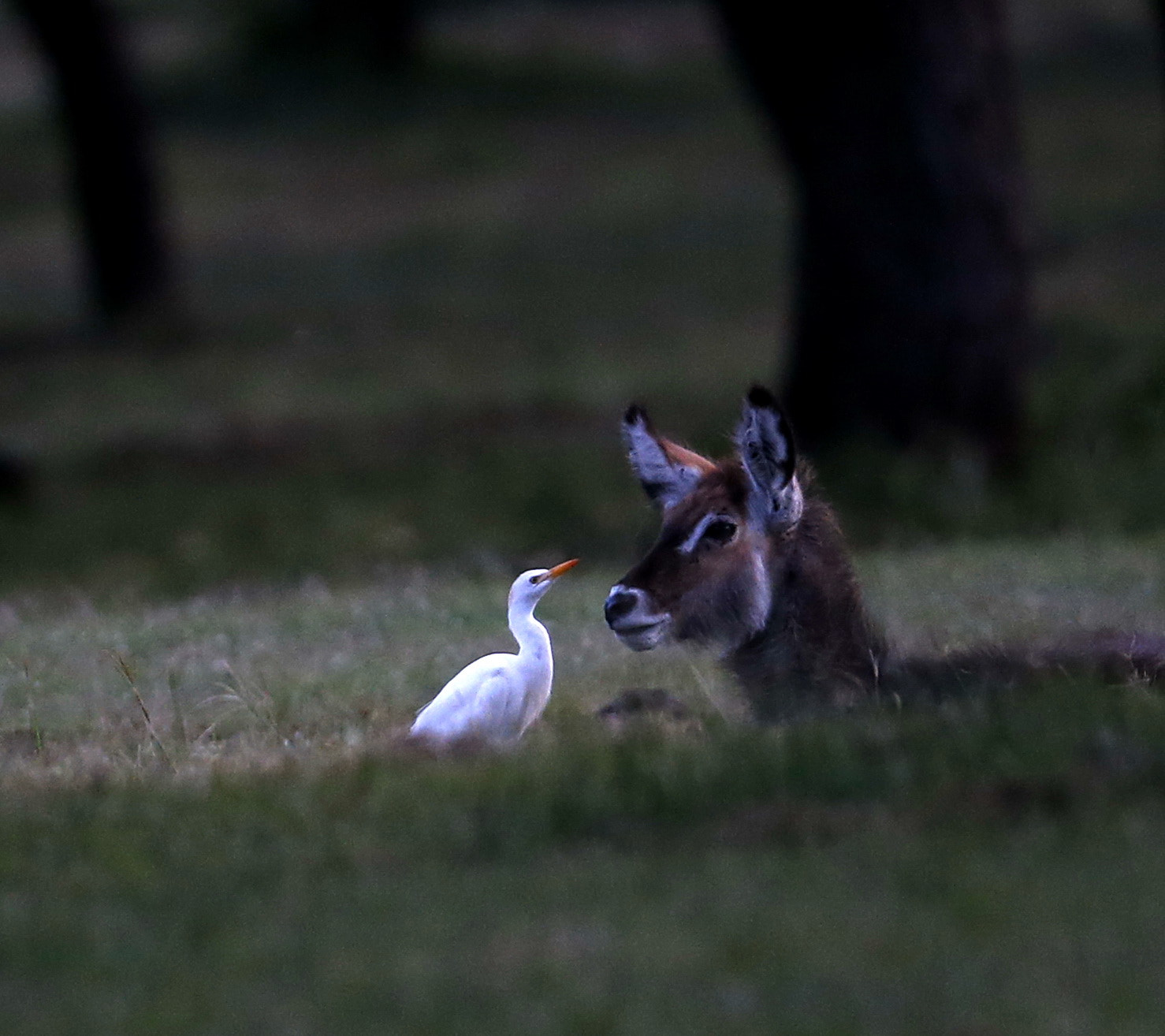 Canon EOS-1D X + Canon EF 50mm f/1.8 sample photo. 2916年3月在津巴布韦度假酒店，清晨偶见这只白鹭与羚羊在一起，恰似朋友间窃窃私语……。 photography