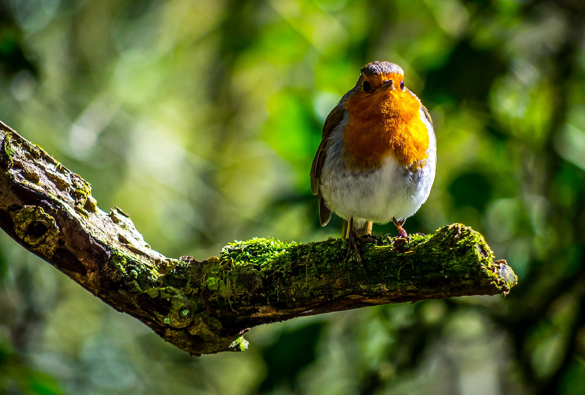 Panasonic Lumix G Vario 45-200mm F4-5.6 OIS sample photo. Robin on branch photography