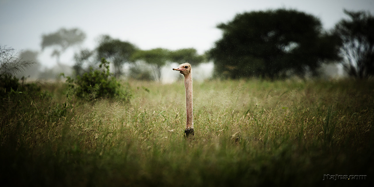Canon EOS 5D + Canon EF 100-400mm F4.5-5.6L IS USM sample photo. Ostrich photography