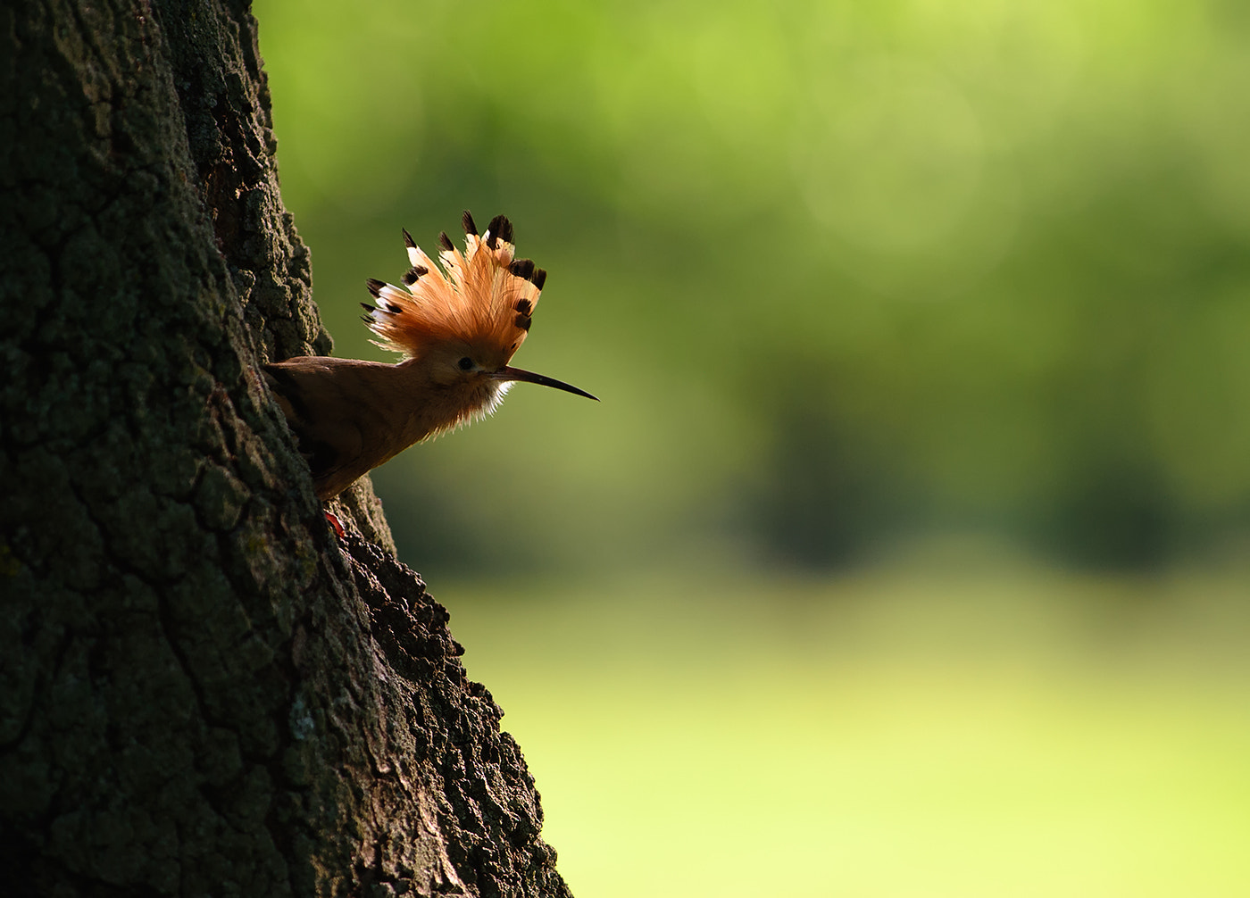 Nikon AF-S Nikkor 300mm F2.8G ED-IF VR sample photo. Hoopoe photography