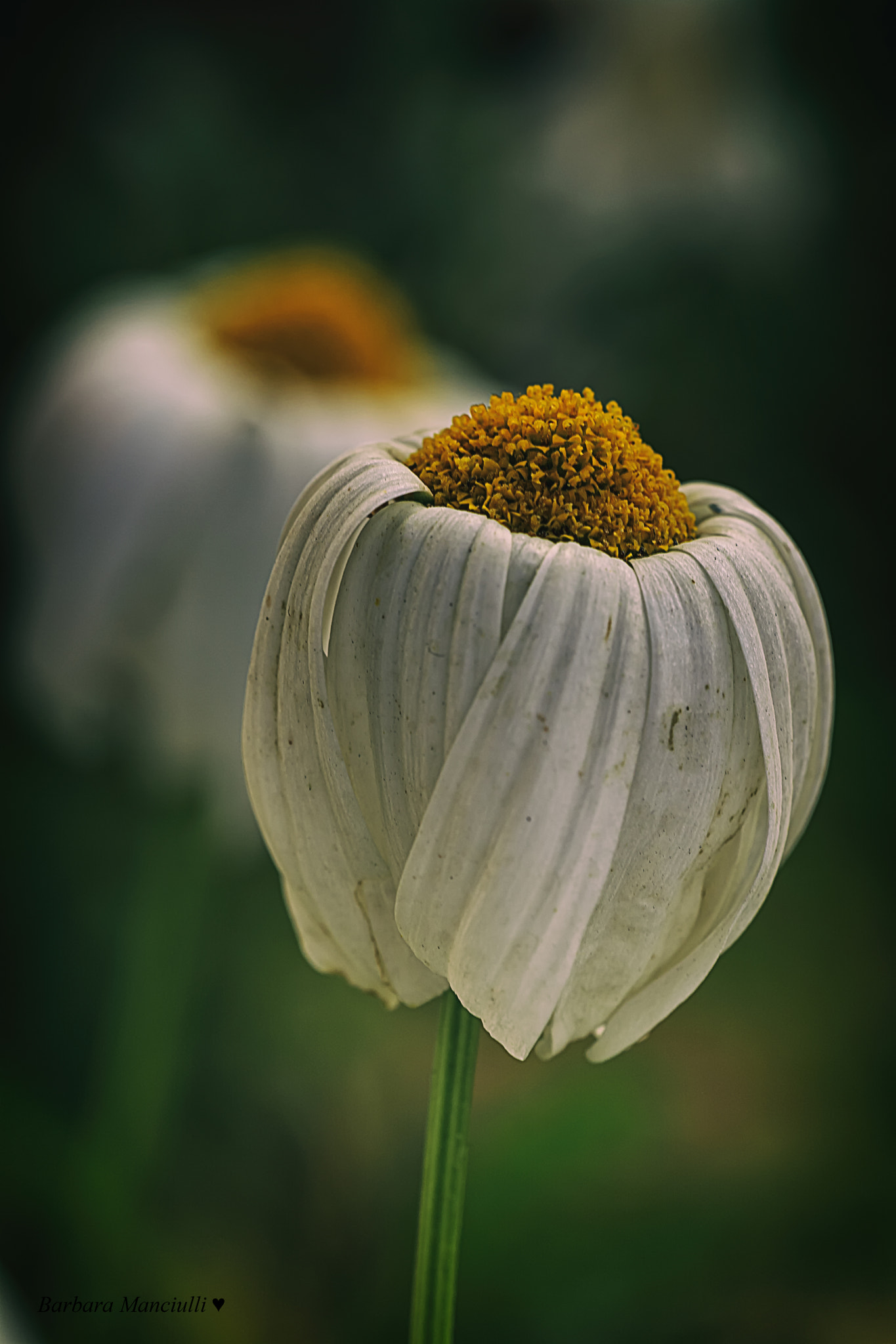 Sigma 150mm F2.8 EX DG OS Macro HSM sample photo