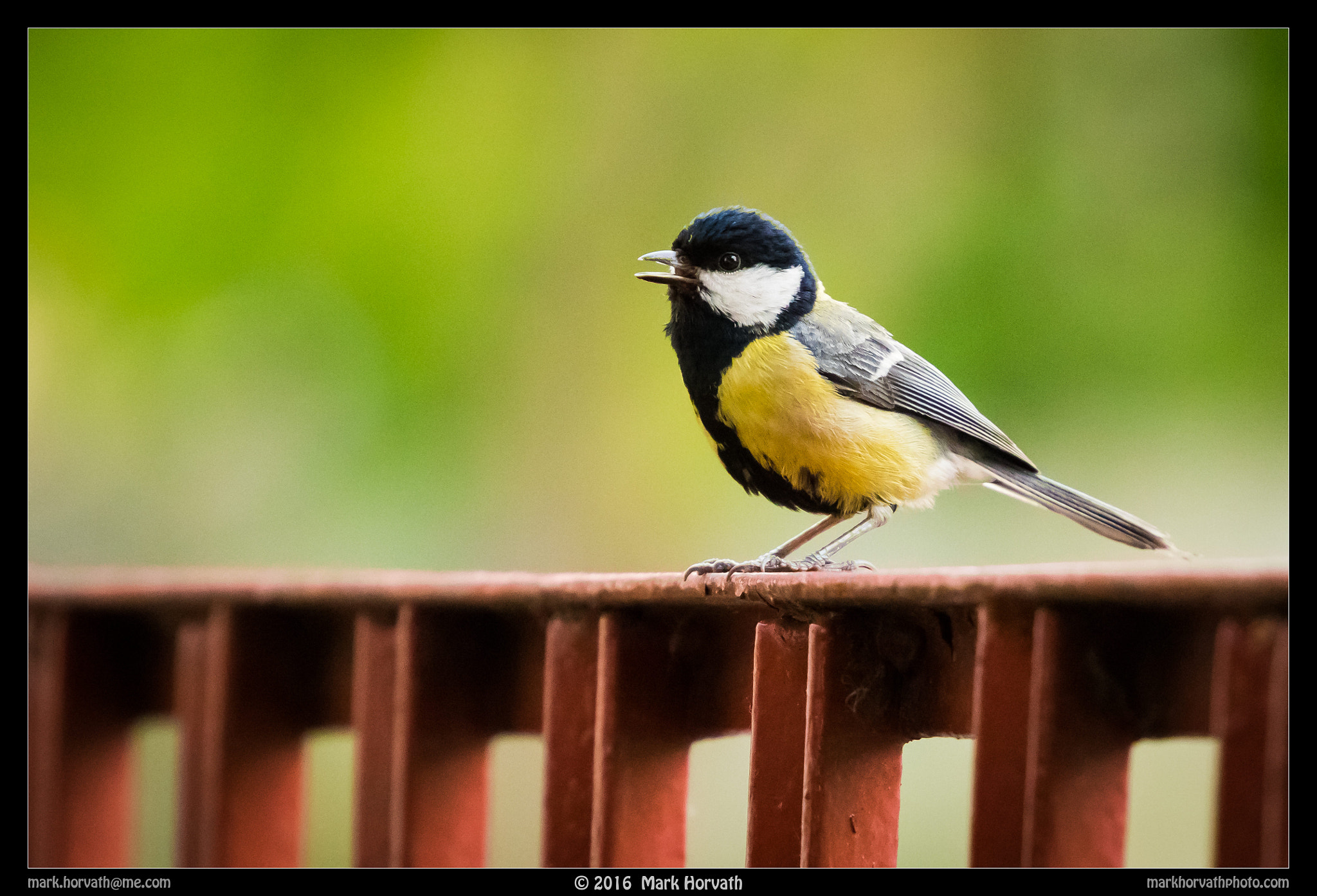 Canon EF 70-200mm F4L USM sample photo. New neighbour photography