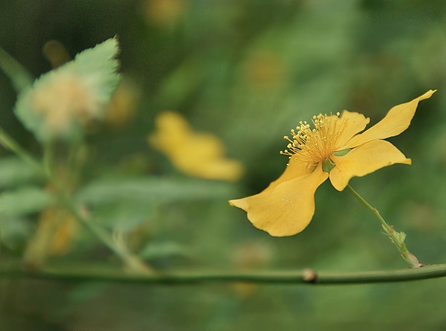Sony Alpha DSLR-A290 sample photo