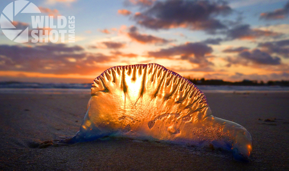 Panasonic DMC-FT25 sample photo. Blue bottle sunrise photography