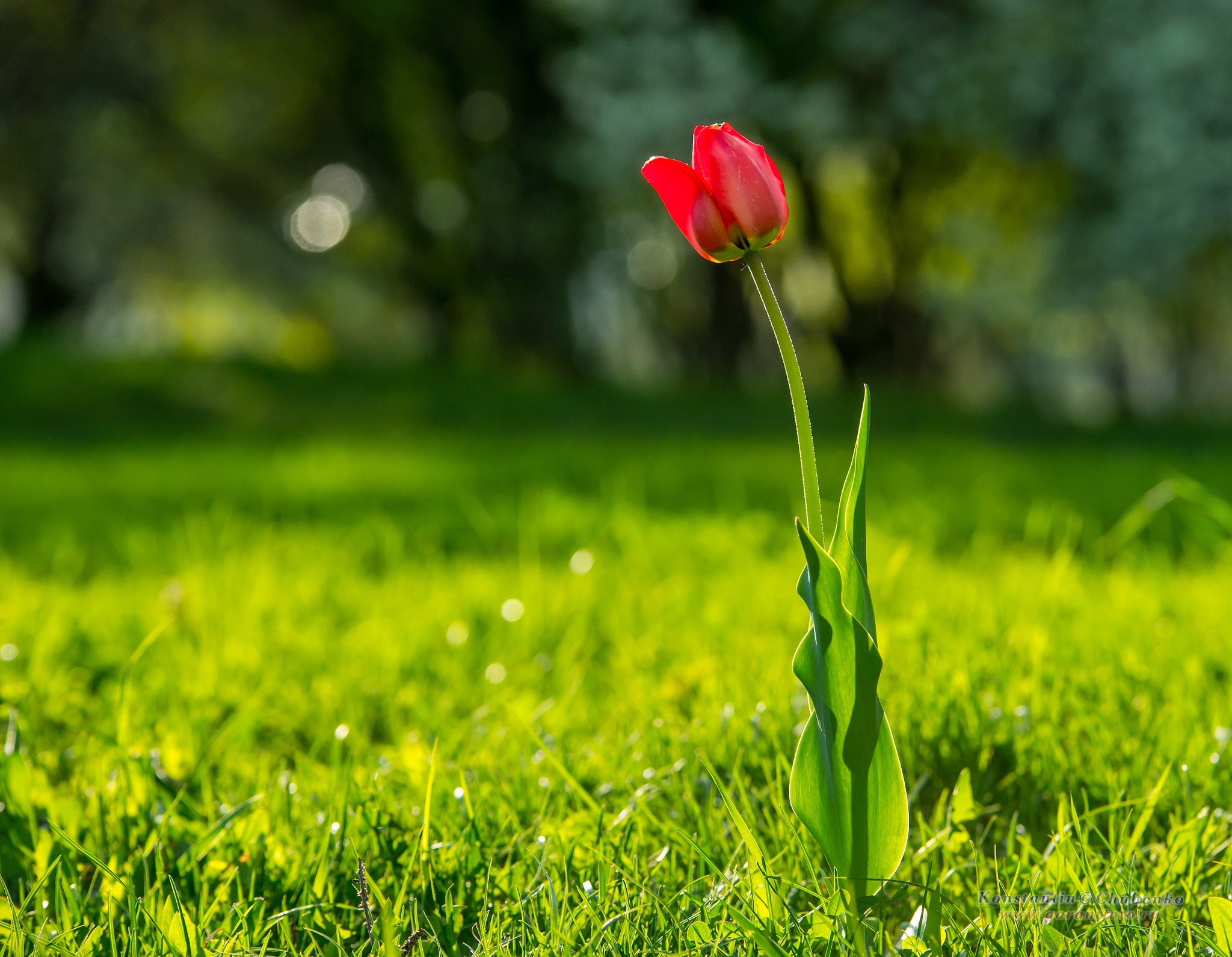 70-200mm F2.8 sample photo. Одинокий тюльпан photography
