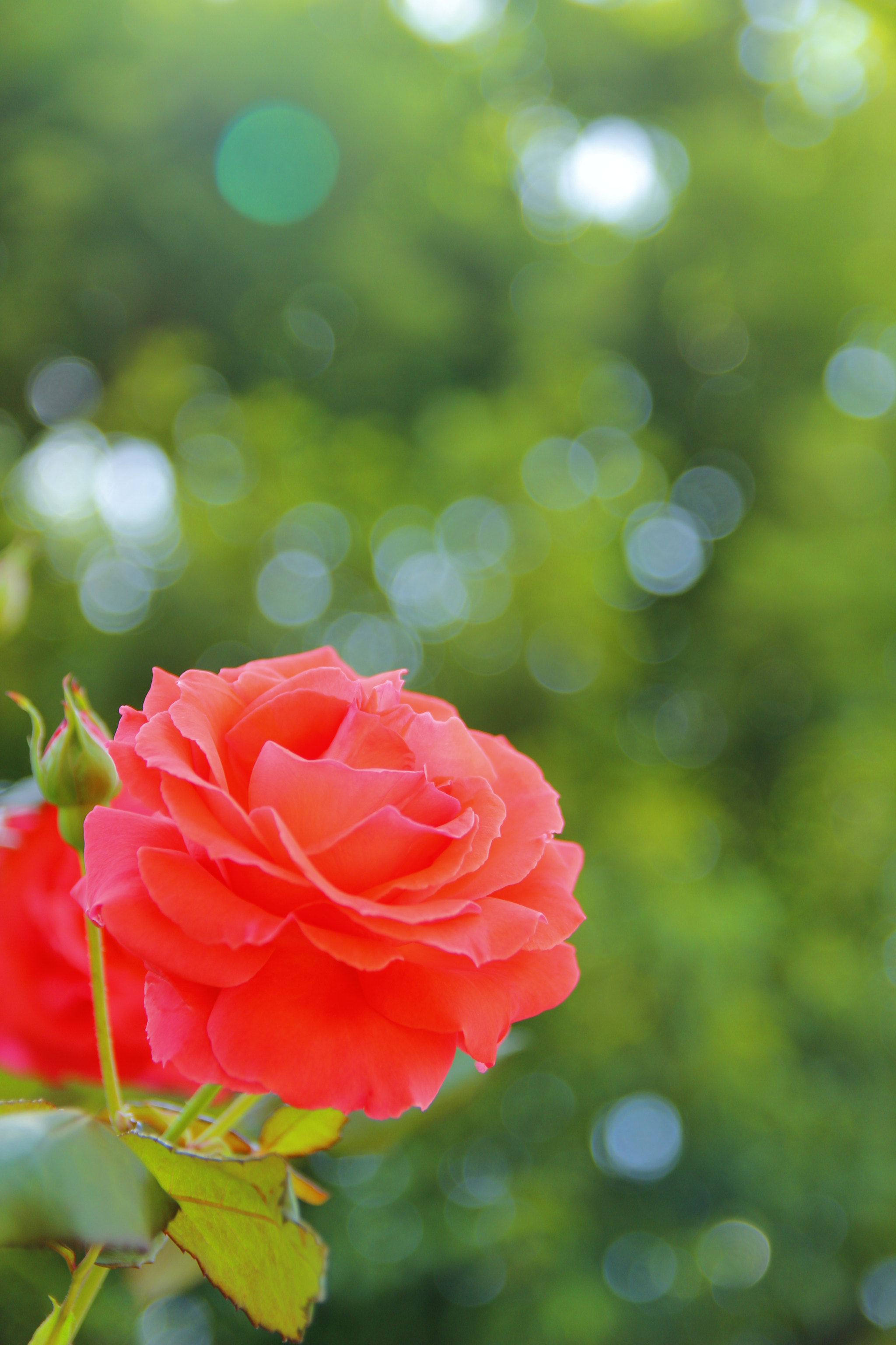 Canon EOS 600D (Rebel EOS T3i / EOS Kiss X5) + Canon EF-S 17-55mm F2.8 IS USM sample photo. #rose#flower photography