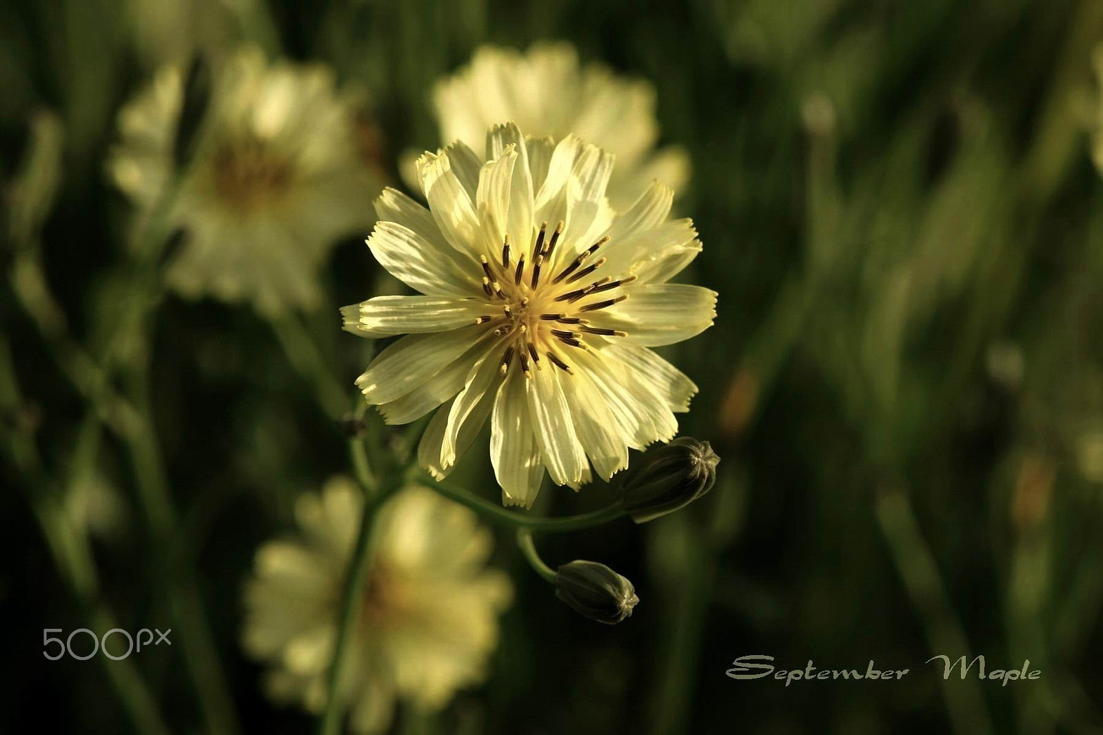 Sony NEX-5C sample photo. 野花小品 11 photography