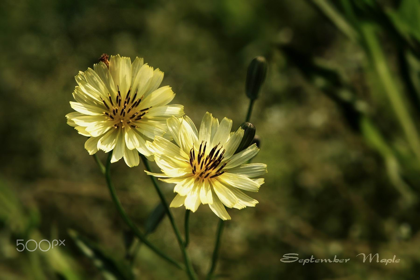 Sony NEX-5C sample photo. 野花小品 12 photography