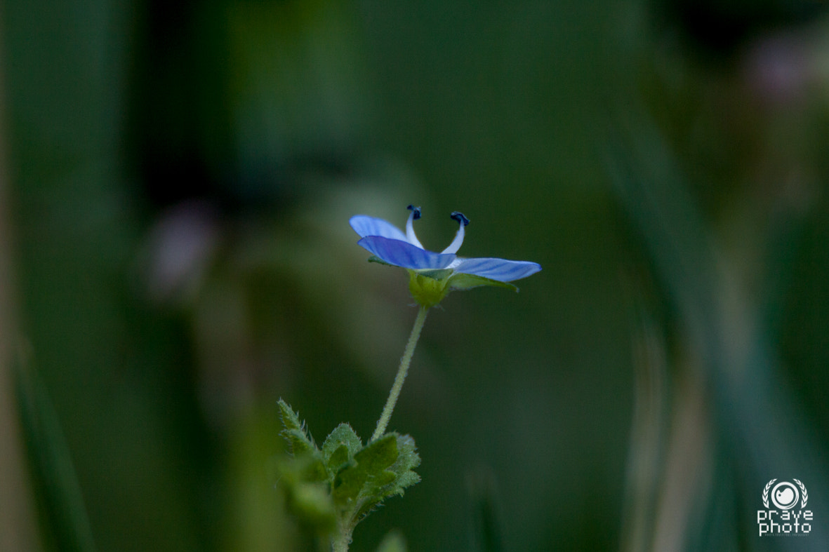 Sigma 18-250mm F3.5-6.3 DC OS HSM sample photo. Blue pistils photography