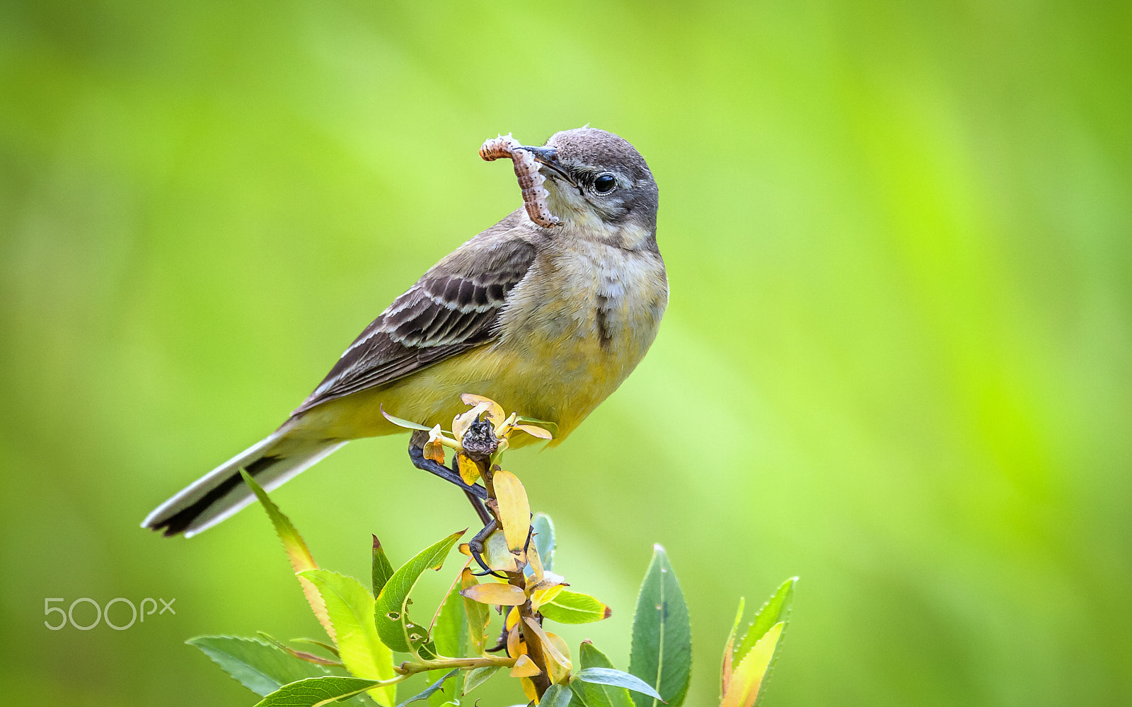 Canon EF 100-400mm F4.5-5.6L IS USM sample photo. Tasty dinner. (yellow wagtail) photography
