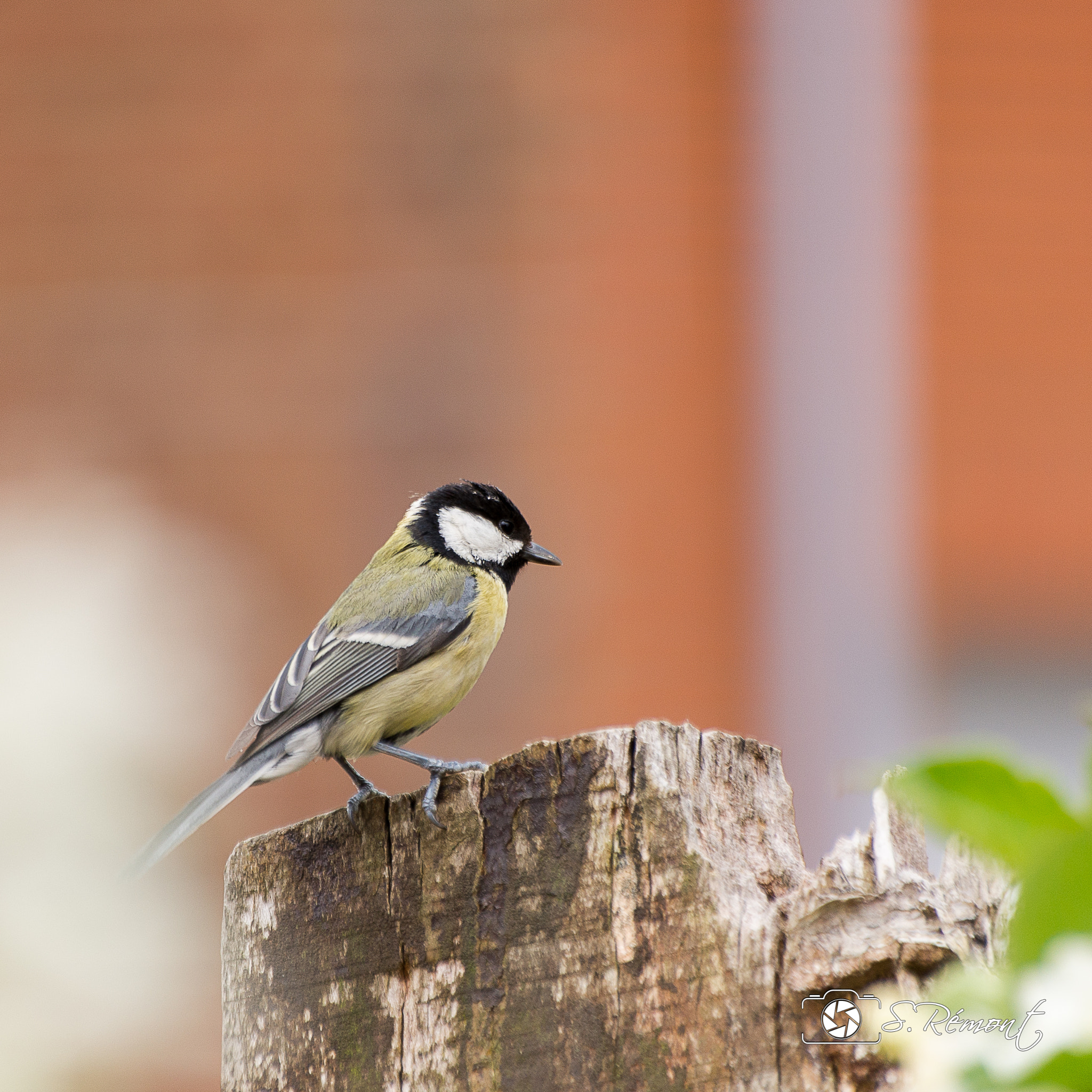 Sigma 70-300mm F4-5.6 APO DG Macro sample photo. Chickadee tit... photography