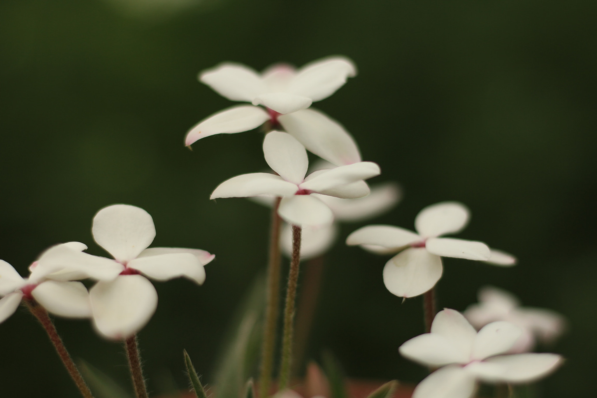 Canon EOS M + Canon EF 50mm F1.8 STM sample photo
