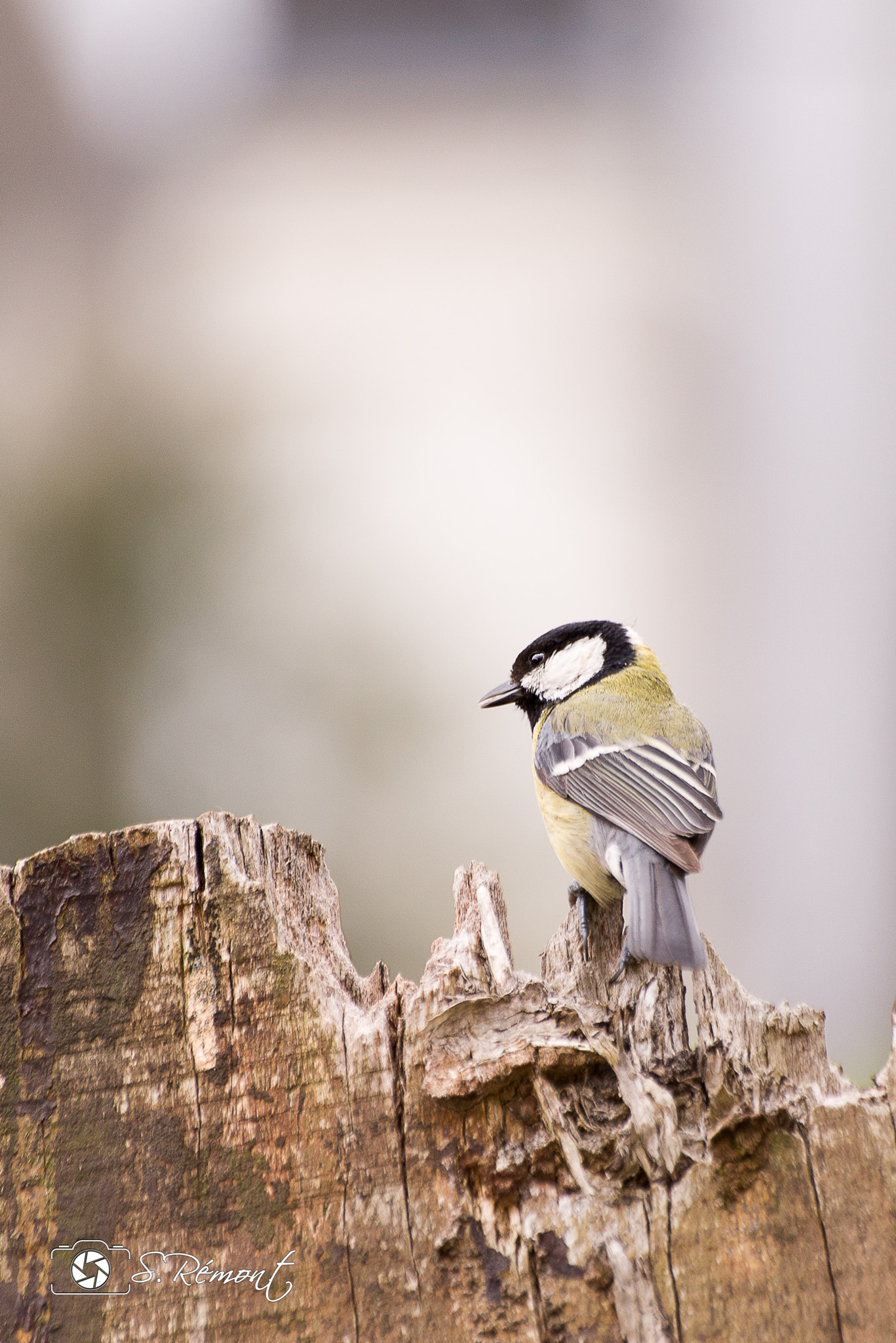 Sigma 70-300mm F4-5.6 APO DG Macro sample photo. Chickadee tit 2... photography