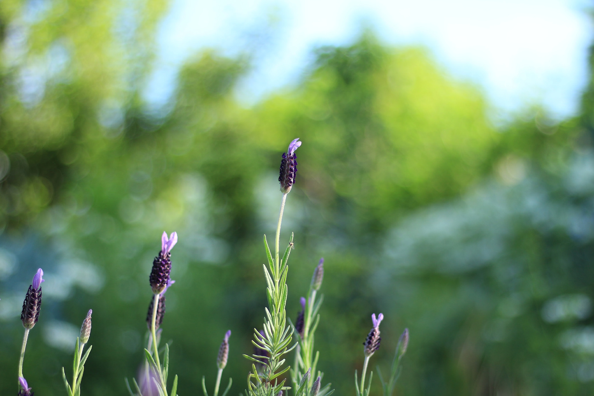 Canon EOS M + Canon EF 50mm F1.8 STM sample photo