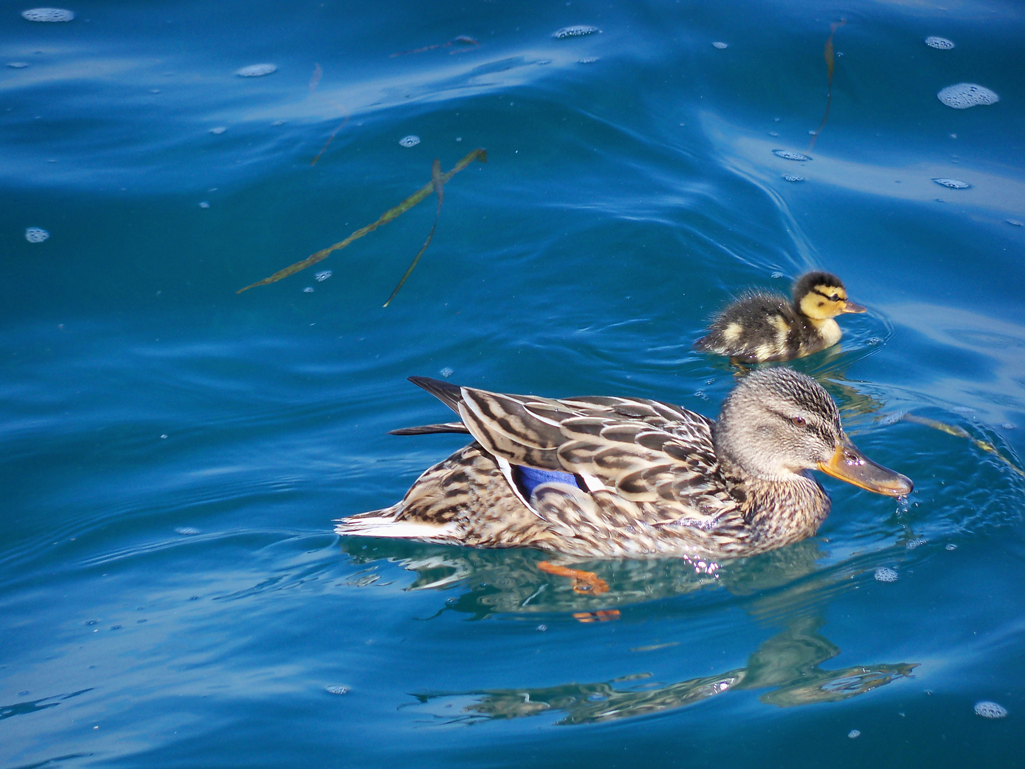 Kodak EasyShare Z915 sample photo. Duckmother with child photography