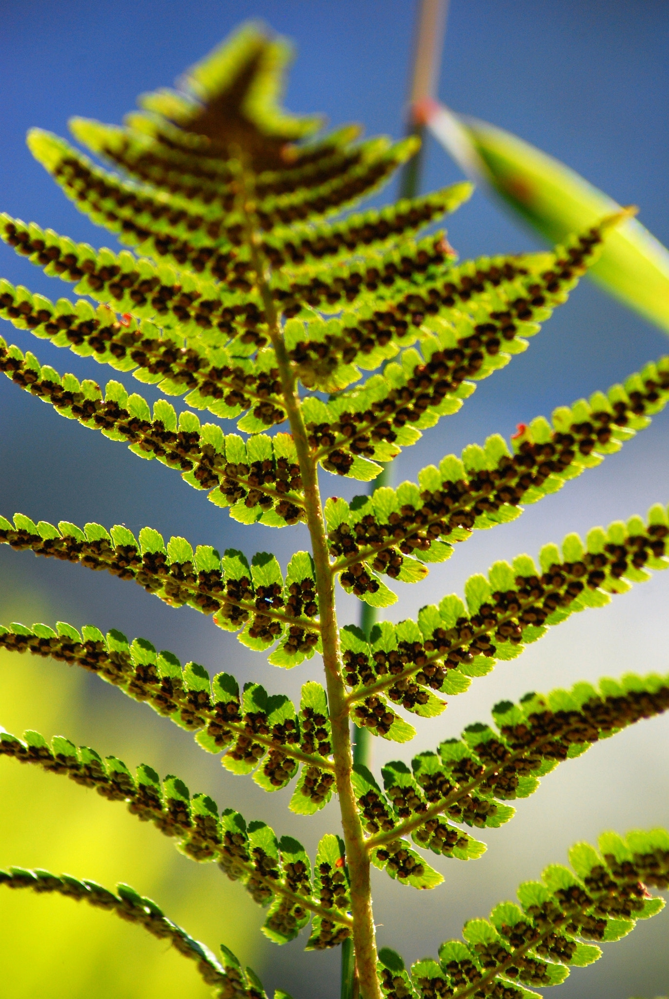 Nikon D80 sample photo. Growing up photography