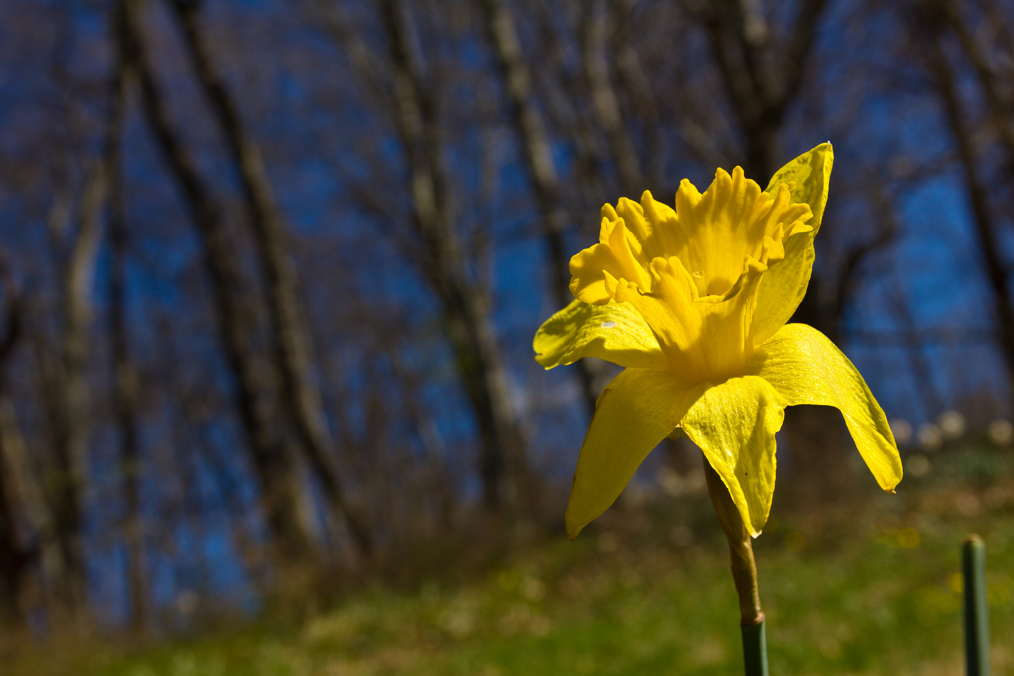 Sigma 17-70mm F2.8-4 DC Macro OS HSM sample photo. Easter flower.jpg photography