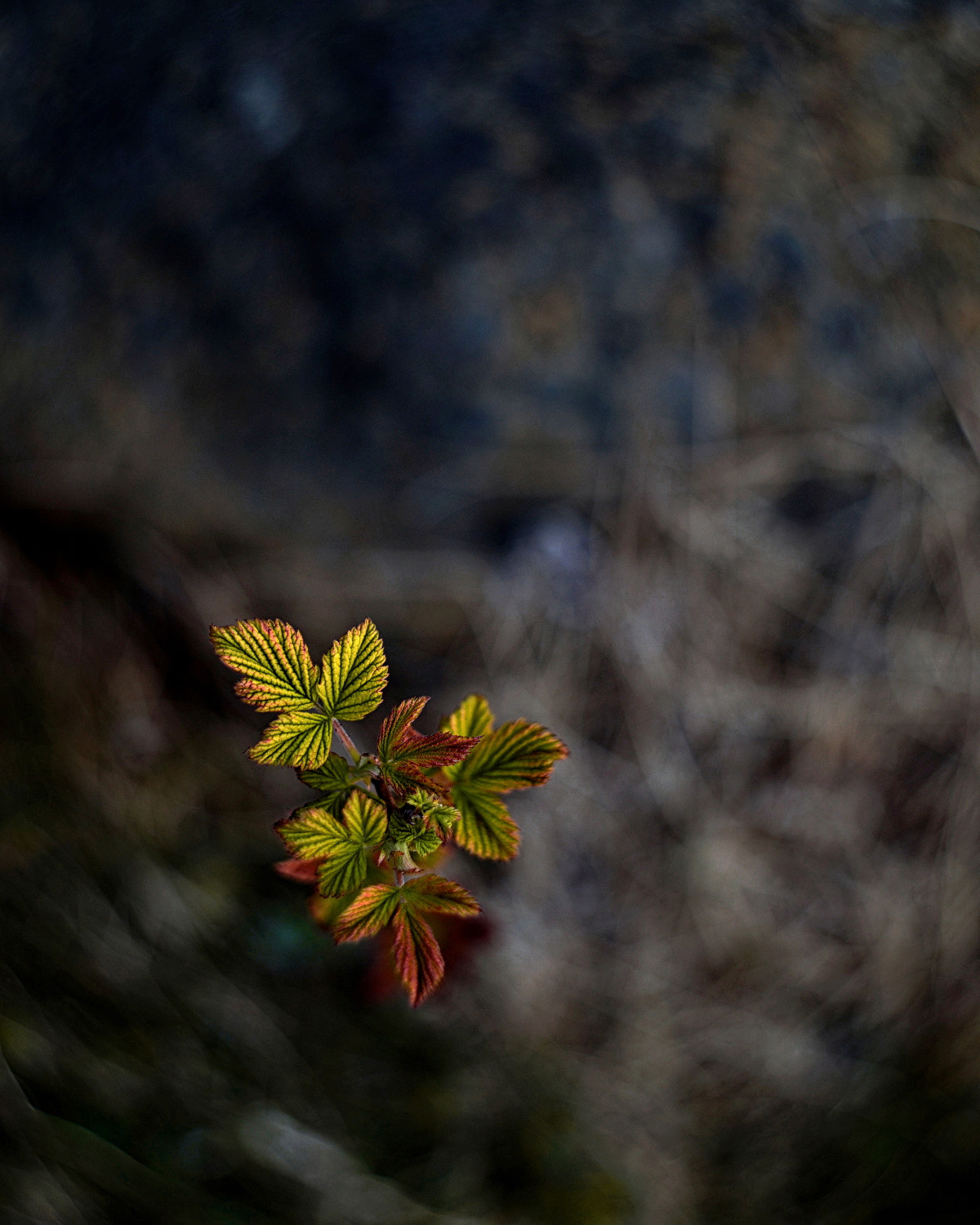 Nikon D600 + AF Nikkor 50mm f/1.8 sample photo. Spring is here photography