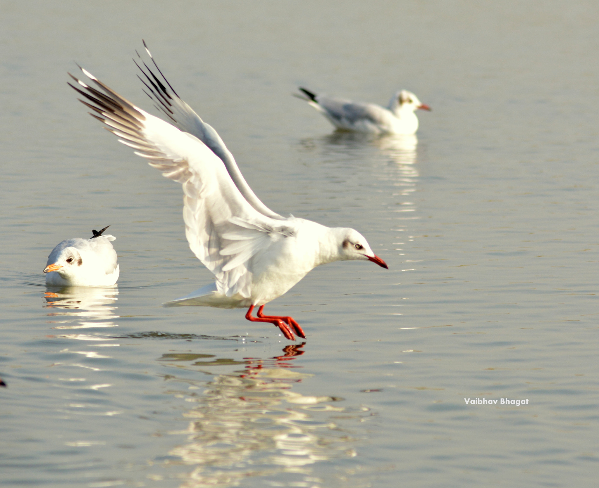 Sigma 150-500mm F5-6.3 DG OS HSM sample photo. Sea gulls.. photography
