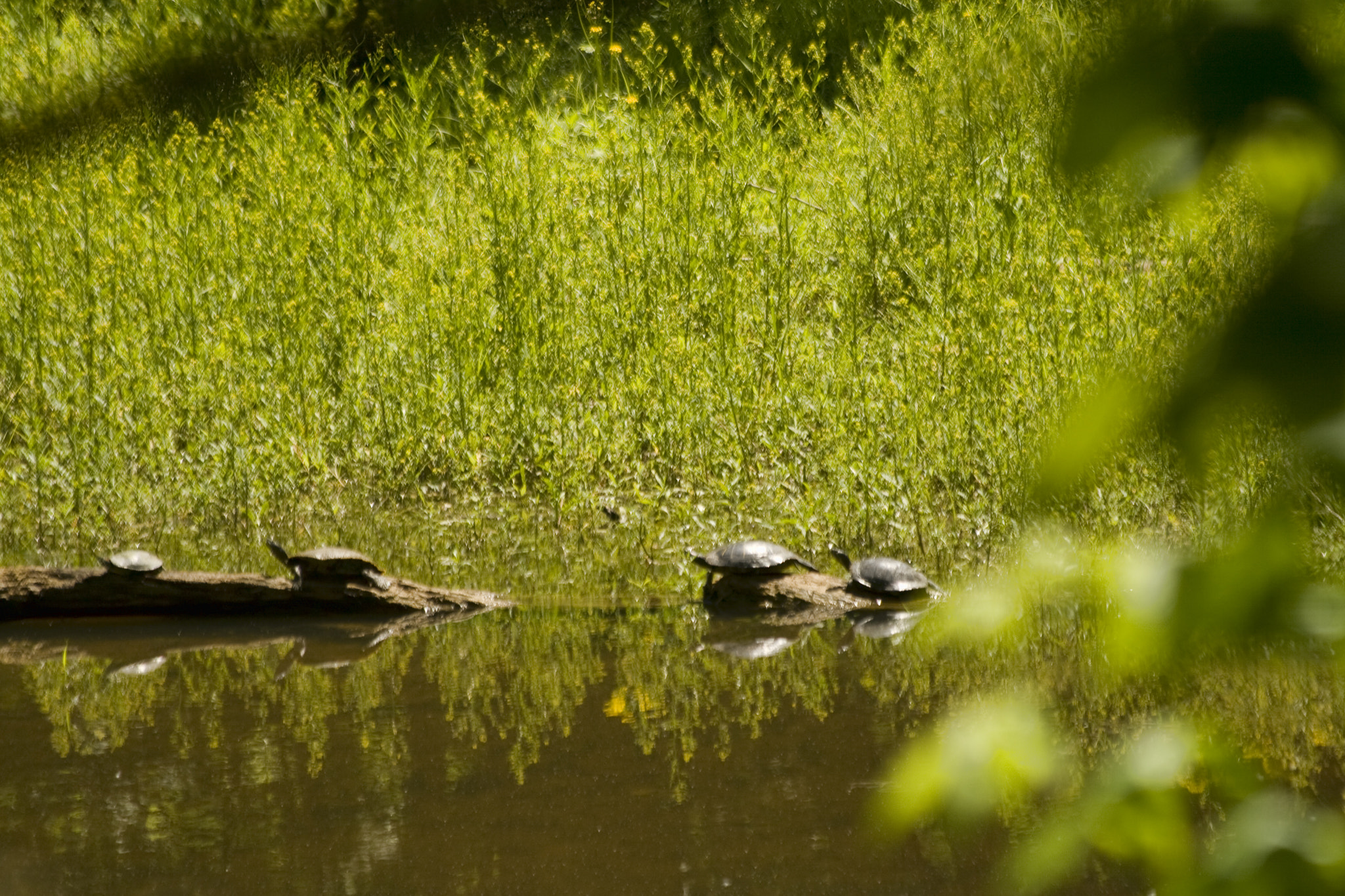 Canon EOS 400D (EOS Digital Rebel XTi / EOS Kiss Digital X) sample photo. Turtles photography