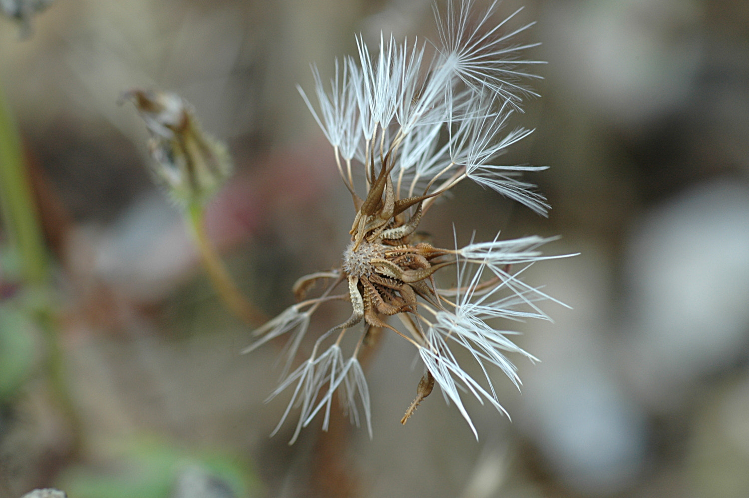 Nikon D70s + Sigma Macro 90mm F2.8 sample photo. A photography