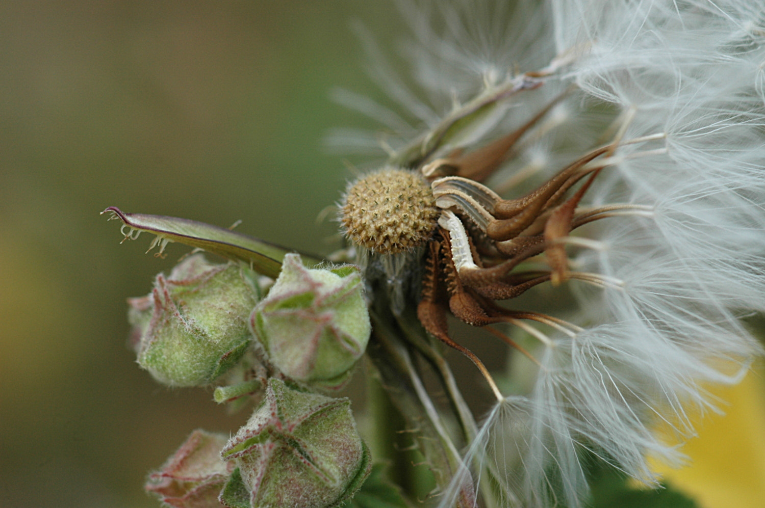 Nikon D70s + Sigma Macro 90mm F2.8 sample photo. A photography