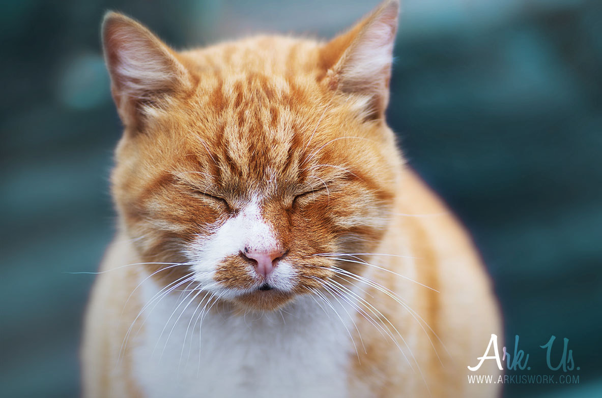 Pentax smc D-FA 100mm F2.8 Macro WR sample photo. Roucky photography