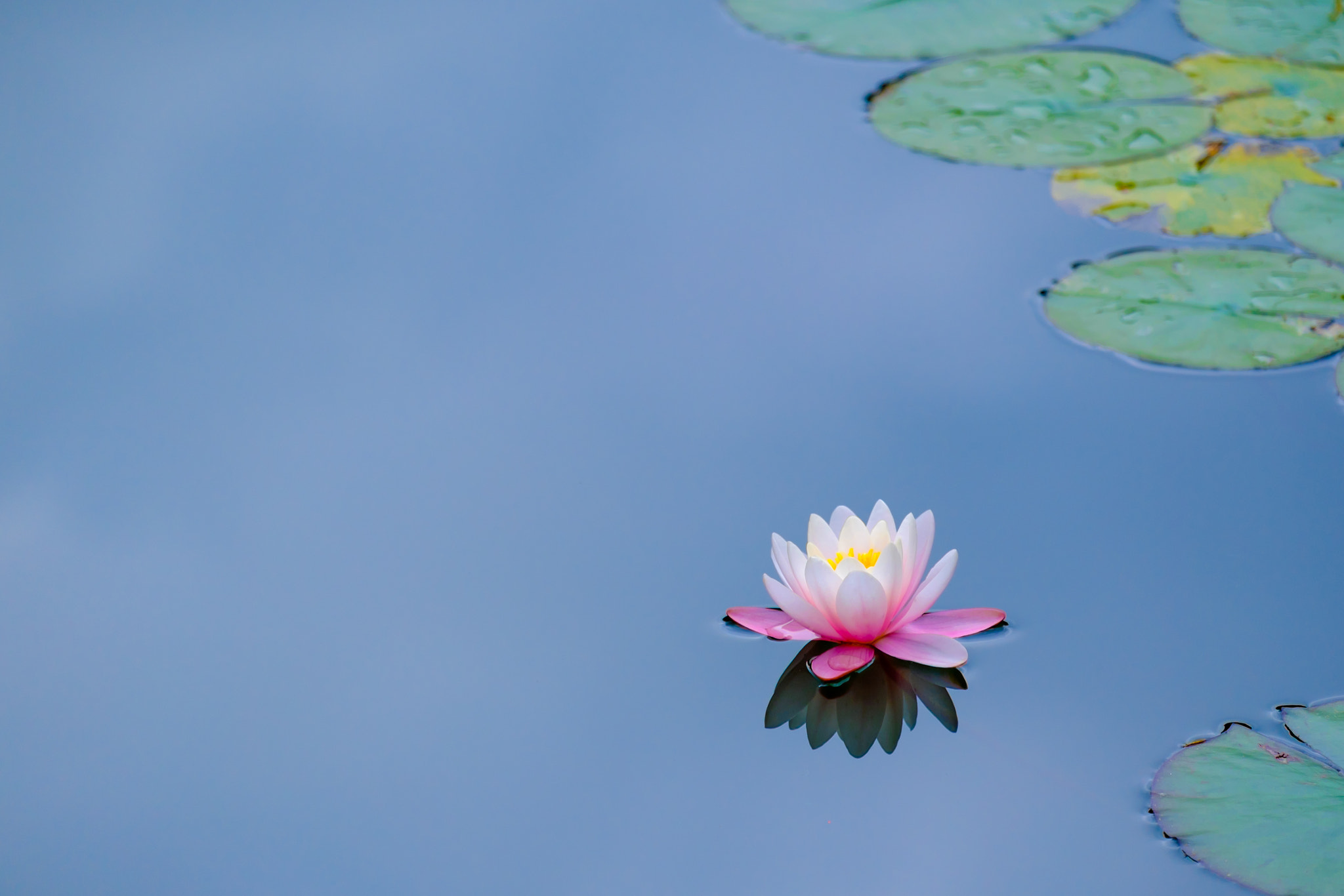 Fujifilm X-M1 + Fujifilm XF 55-200mm F3.5-4.8 R LM OIS sample photo. Water lily photography