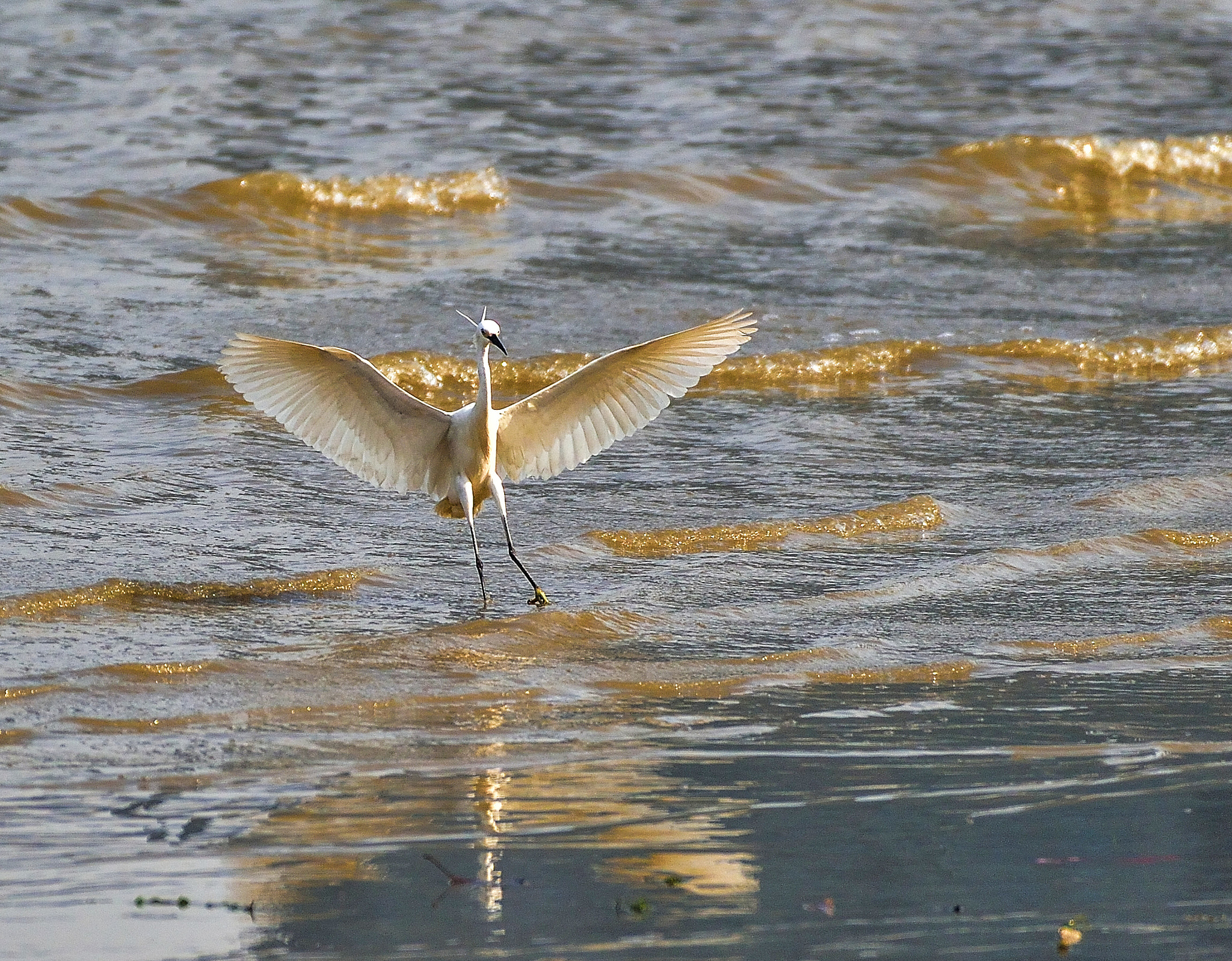 Nikon AF-S Nikkor 200-500mm F5.6E ED VR sample photo