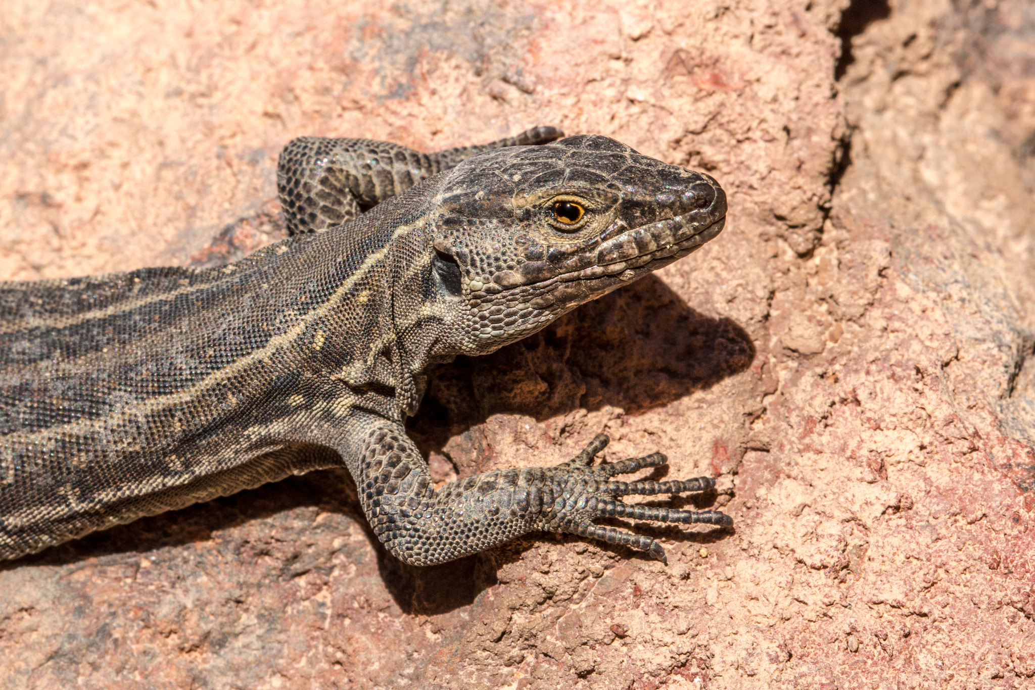 Nikon D810 + Nikon AF Micro-Nikkor 200mm F4D ED-IF sample photo. Volcano lizard photography
