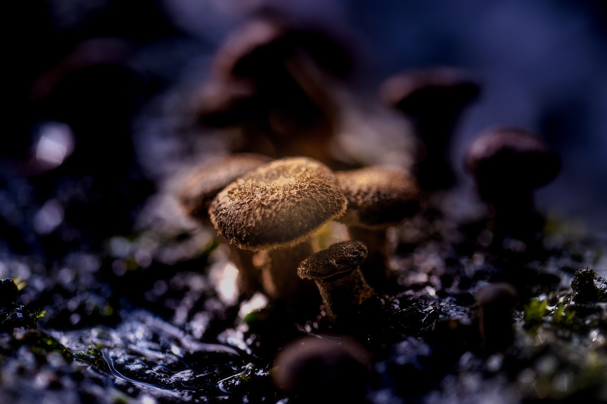 Panasonic Leica DG Macro-Elmarit 45mm F2.8 ASPH OIS sample photo. 0218. photography